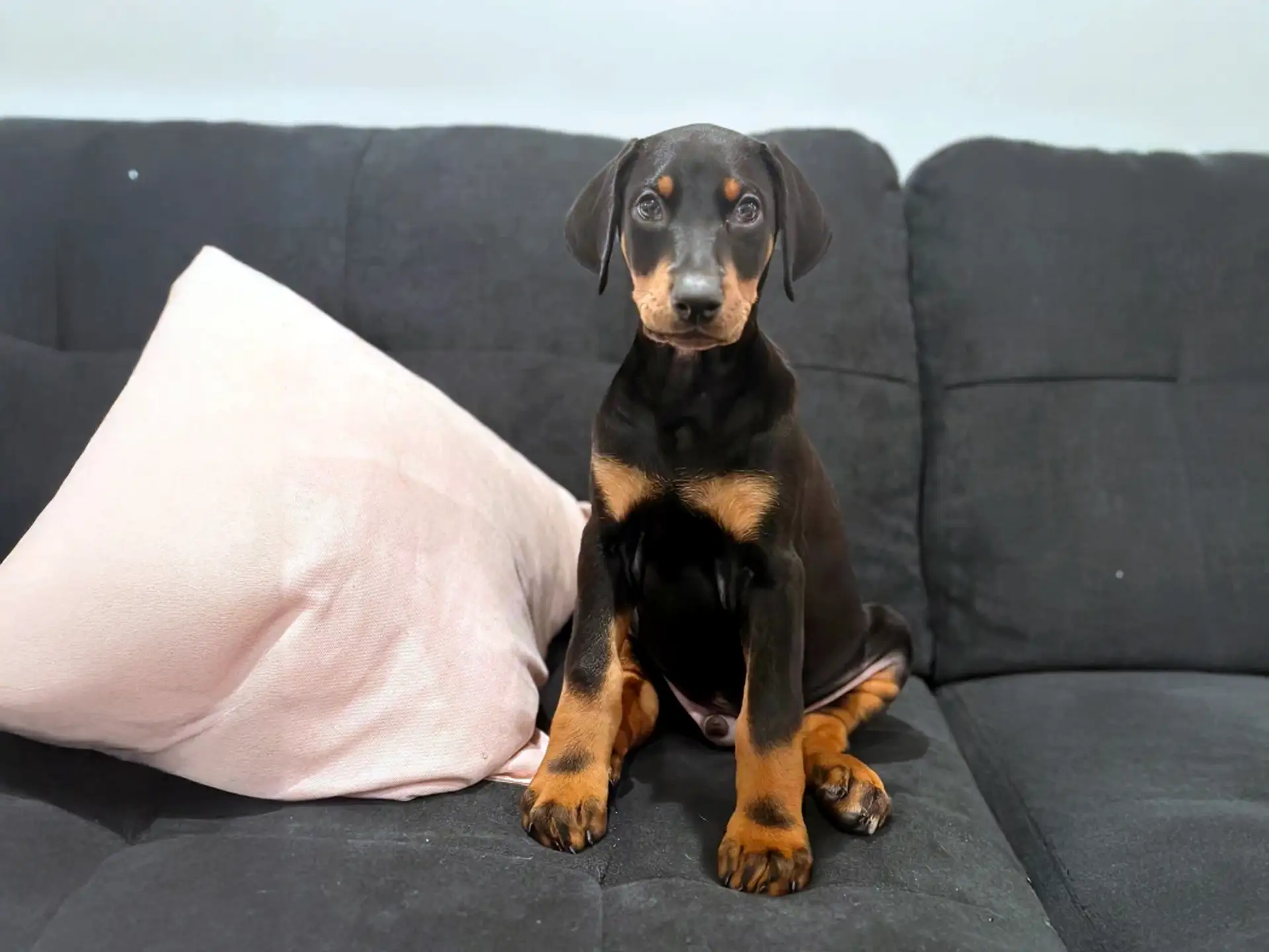 Doberman puppy sitting on a couch beside a pink pillow