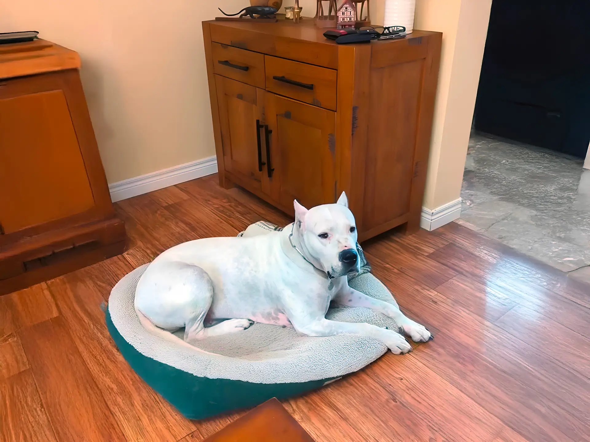 Dogo Argentino resting on a dog bed in a cozy indoor setting with wooden floors and furniture