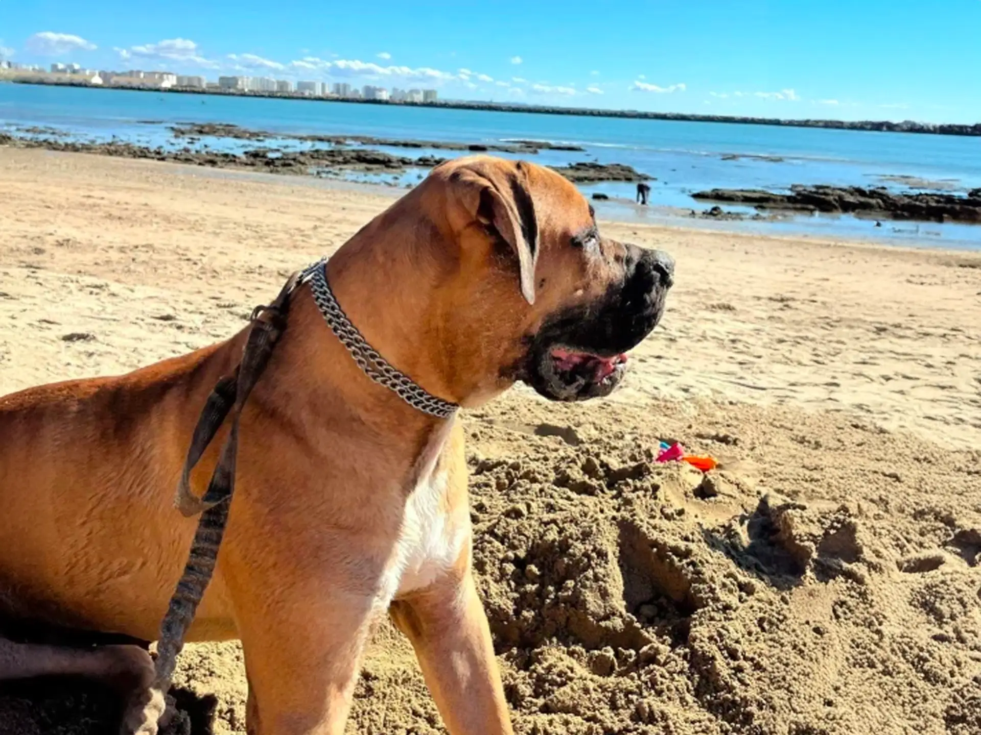 Dogo Español sitting on a sandy beach, looking out at the ocean on a sunny day.