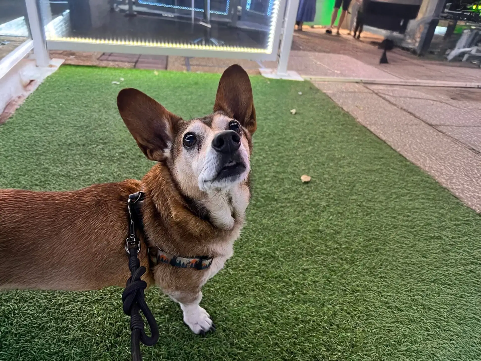 Dorgi dog with large, pointed ears on a leash, standing on artificial grass in an outdoor setting