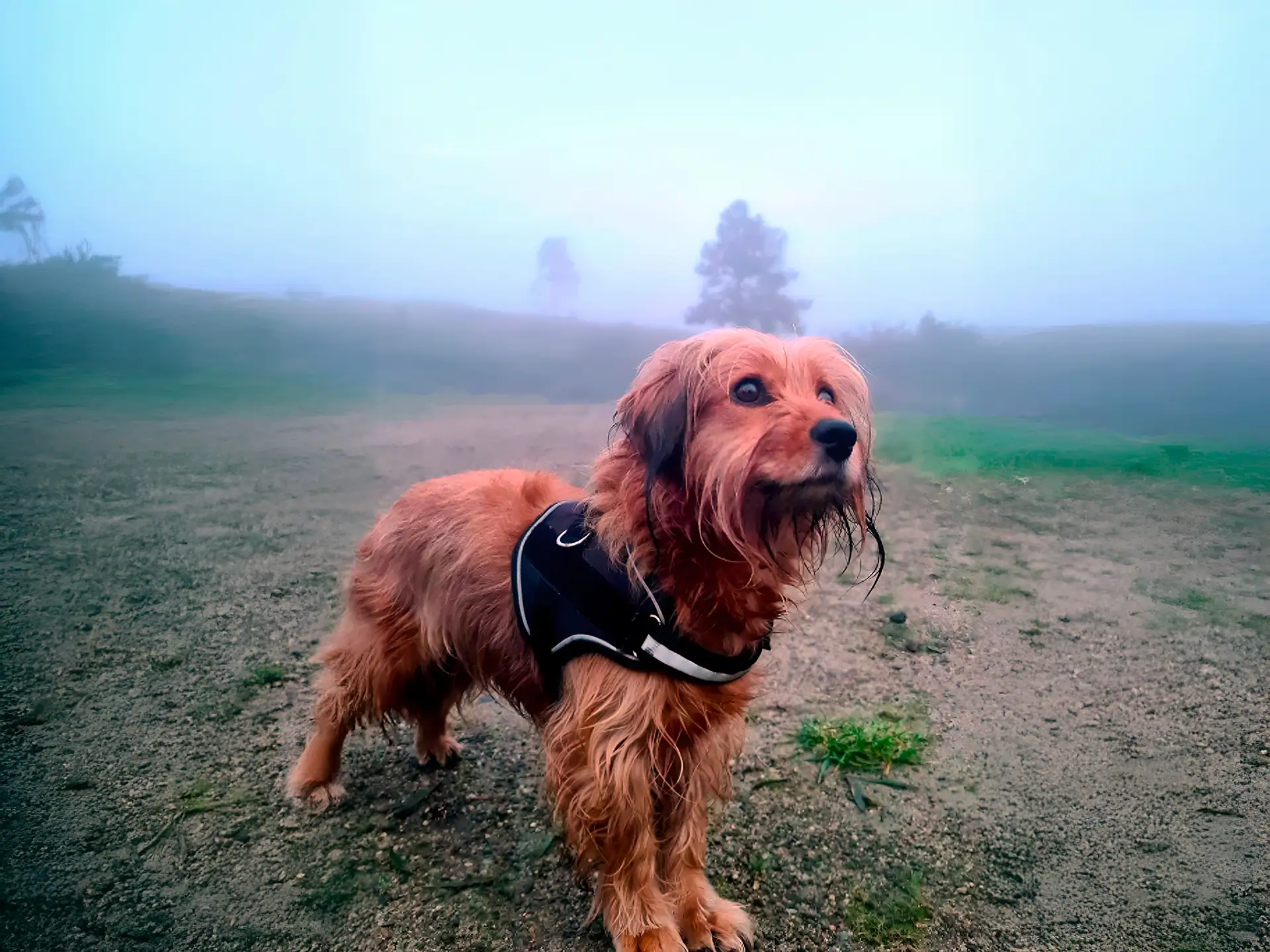 Dorkie dog with a harness standing outdoors on a misty day, surrounded by a foggy landscape