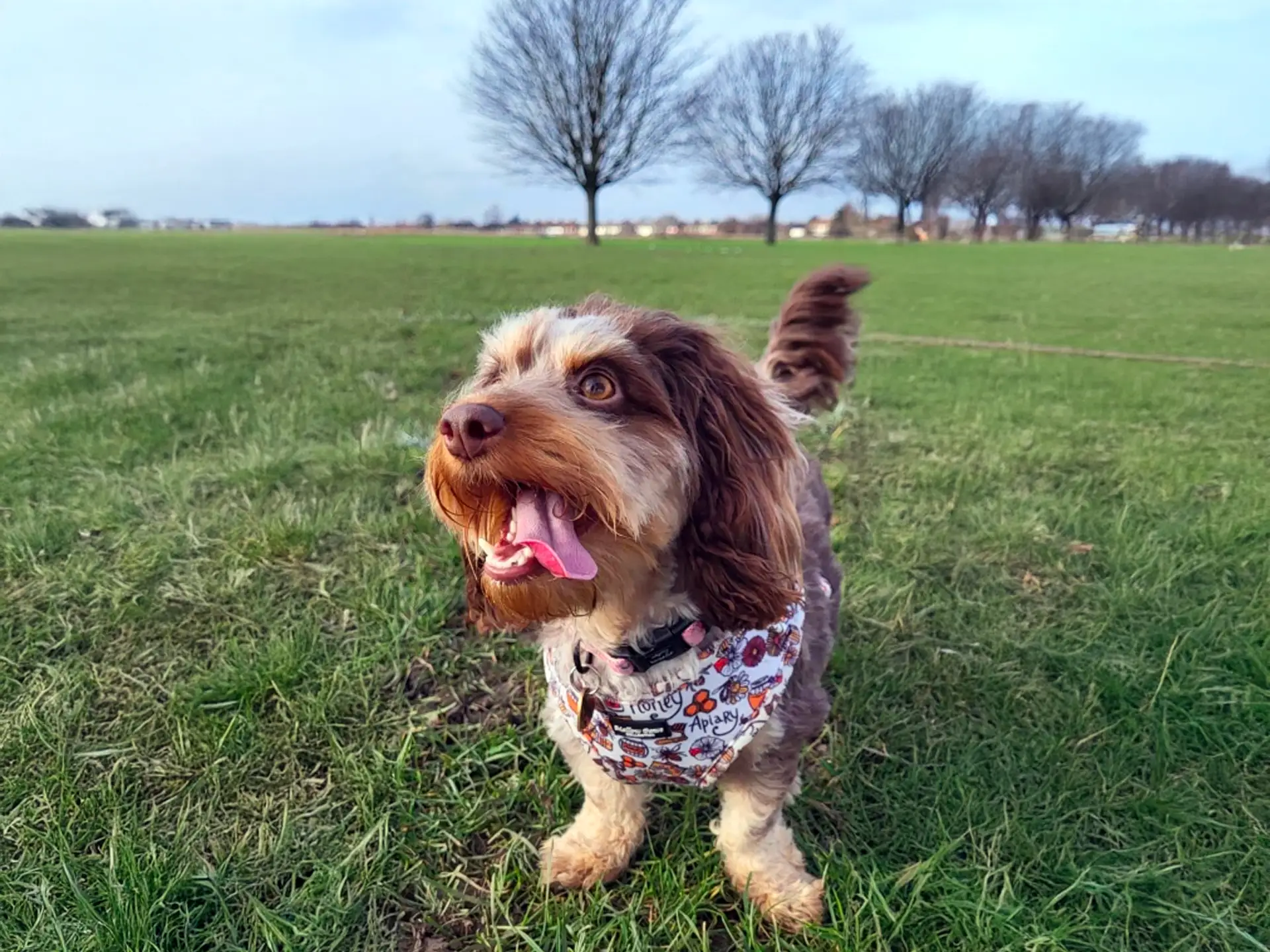 Doxiepoo dog with curly brown and white fur, wearing a patterned bandana, standing on green grass in a park.