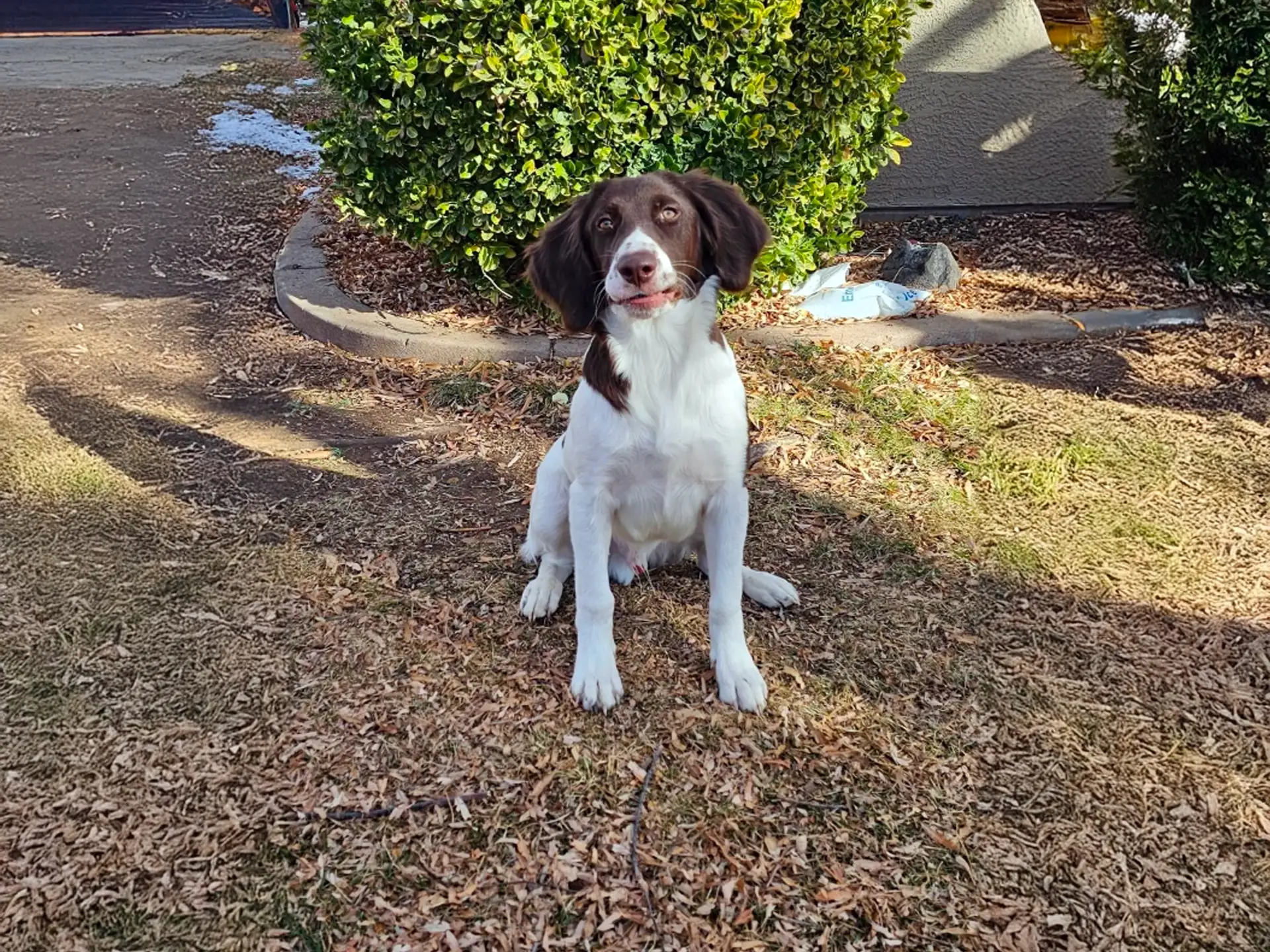 Drentsche Patrijshond (Dutch Partridge Dog) sitting on grass with brown and white fur, in a garden with bushes and dry leaves