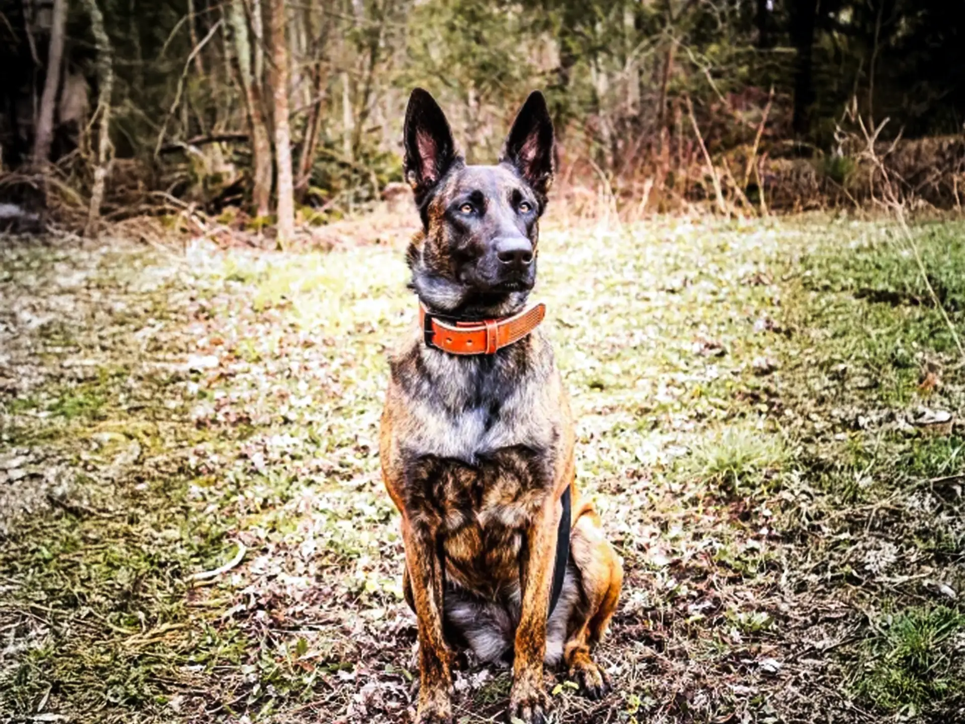 Dutch Shepherd with a brindle coat and orange collar sitting in a forested area with scattered leaves on the ground