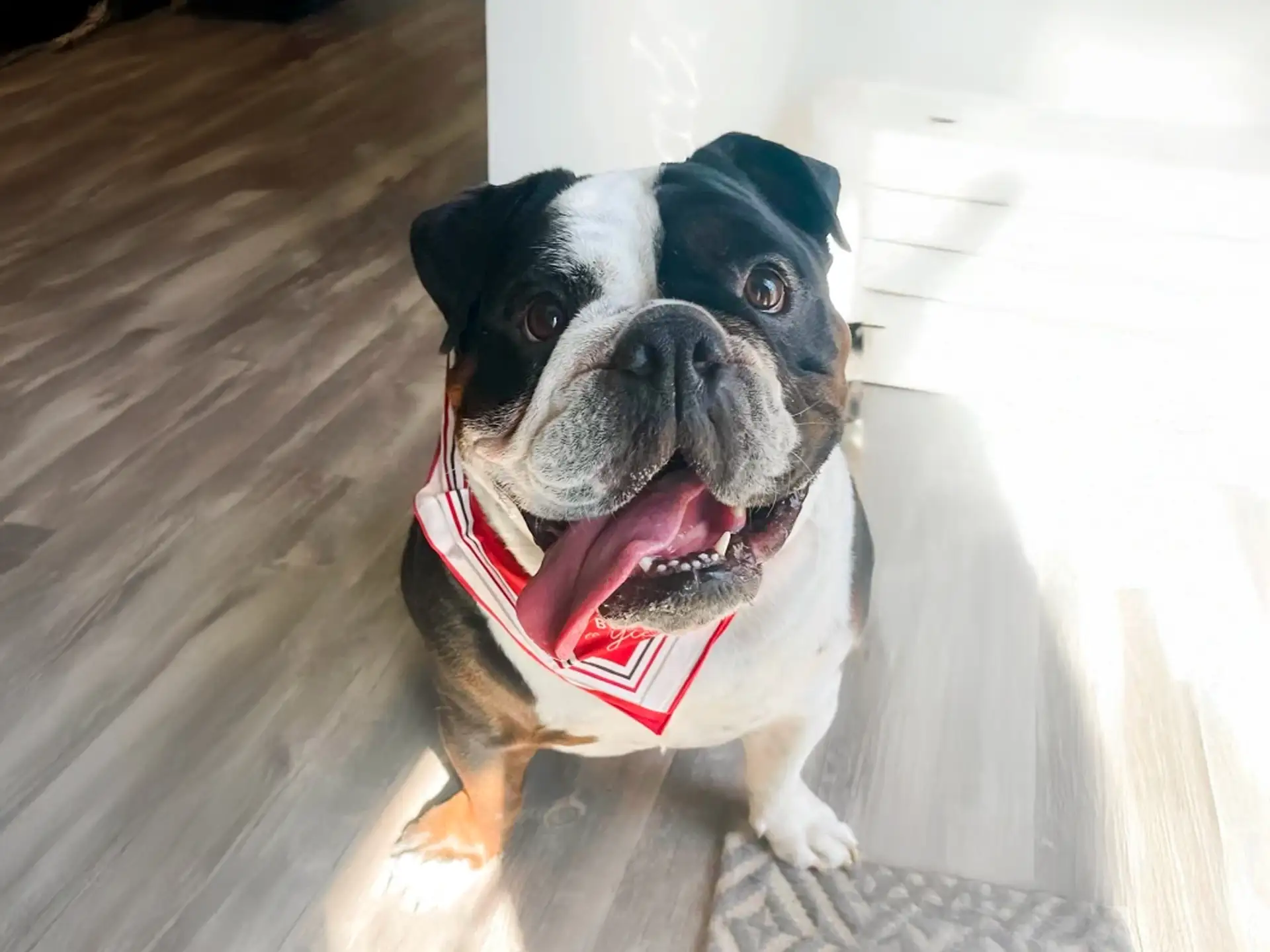 Happy English Bulldog wearing a red bandana, sitting indoors on a wooden floor.