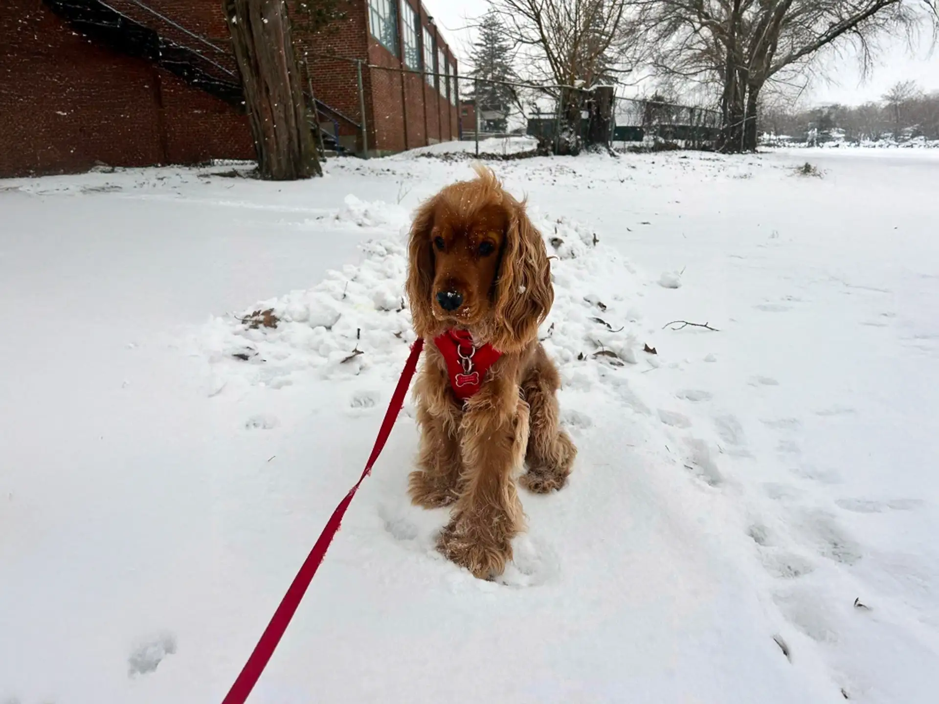 English Cocker Spaniel wearing a red harness, standing in the snow during winter.