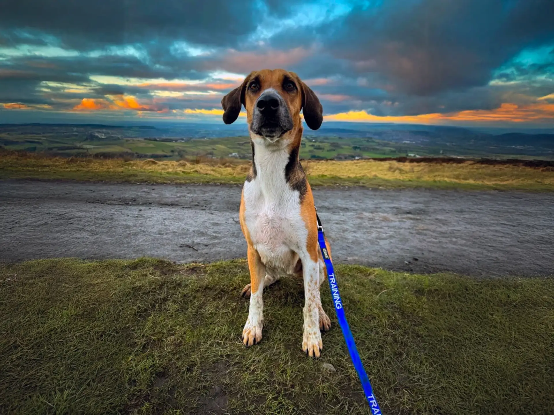 English Foxhound sitting outdoors during a sunset hike, with dramatic clouds and landscape in the background.