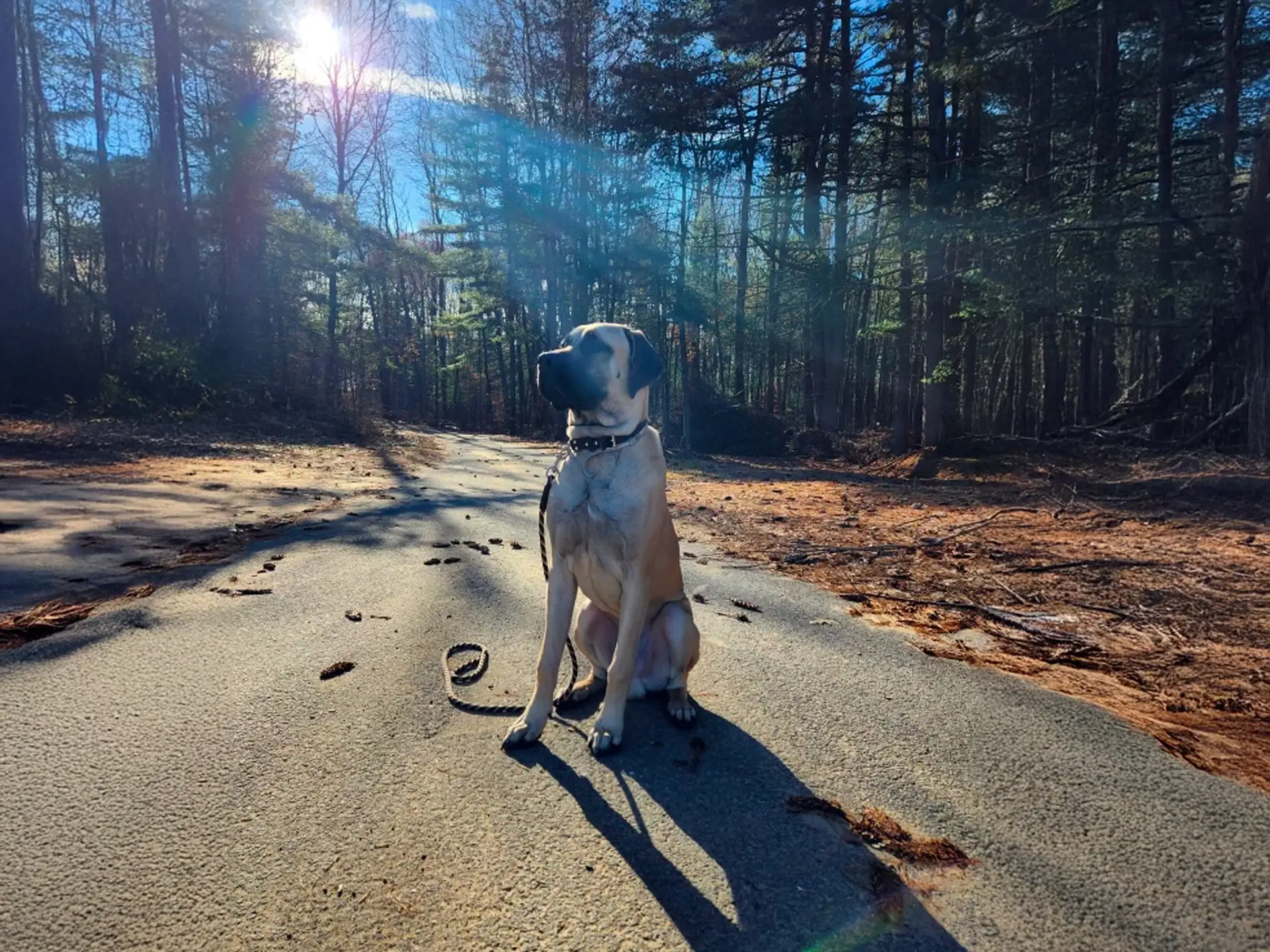 English Mastiff sitting on a forest path with sunlight streaming through trees.