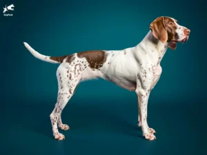 English Pointer dog breed full body view standing against green background