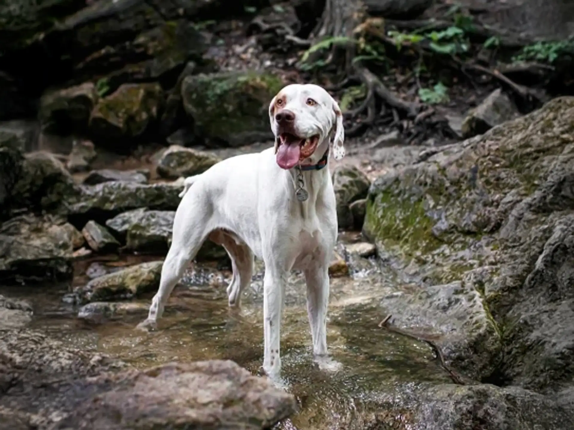 English Pointer standing in a rocky stream with its tongue out, surrounded by mossy stones