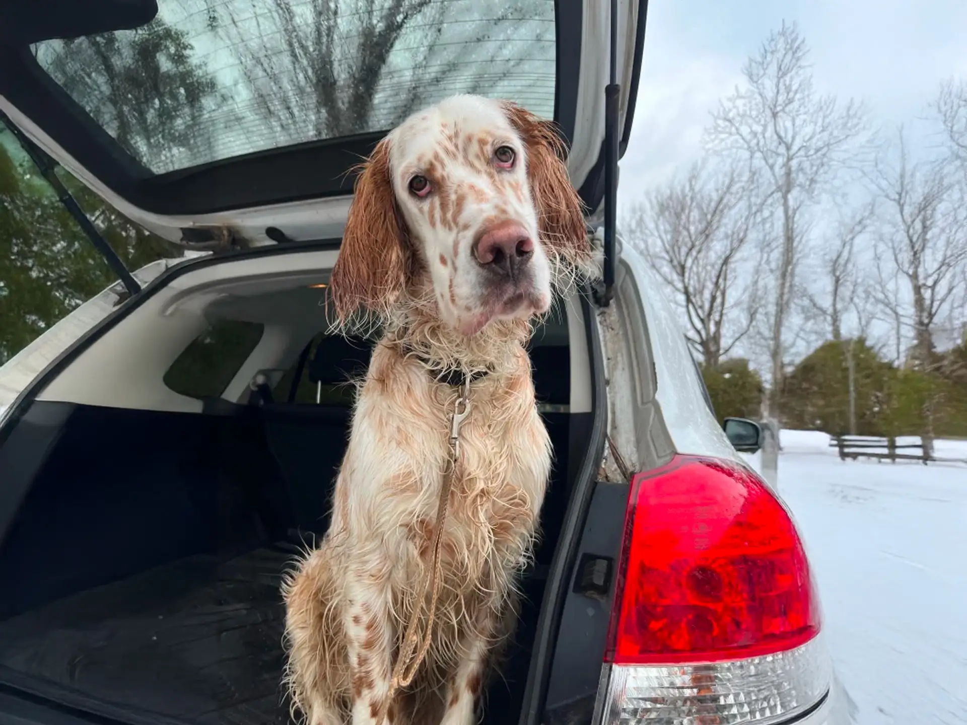 English Setter with wet fur standing in the open back of a car on a snowy day.