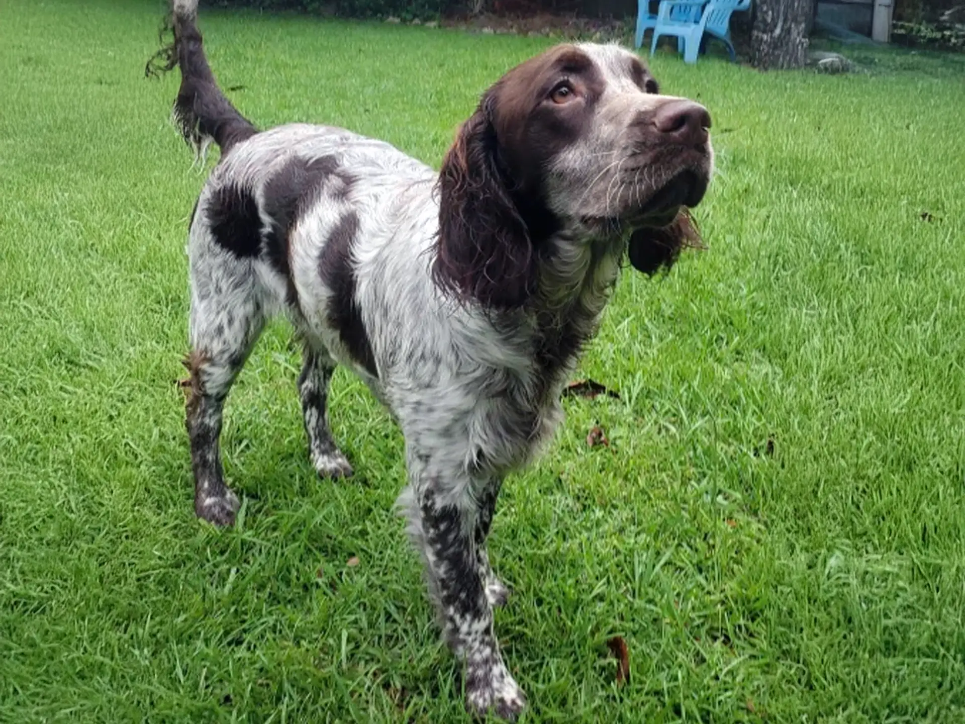 English Springer Spaniel with brown and white coat standing alertly on green grass, showcasing its distinctive markings and attentive expression