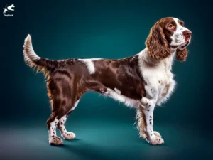 English Springer Spaniel dog breed full body view standing against green background