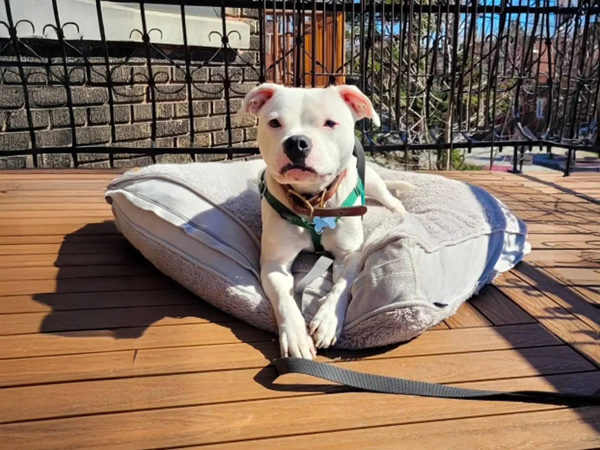 English Staffordshire Bull Terrier lying on a cushion on a wooden deck, enjoying the sunlight.