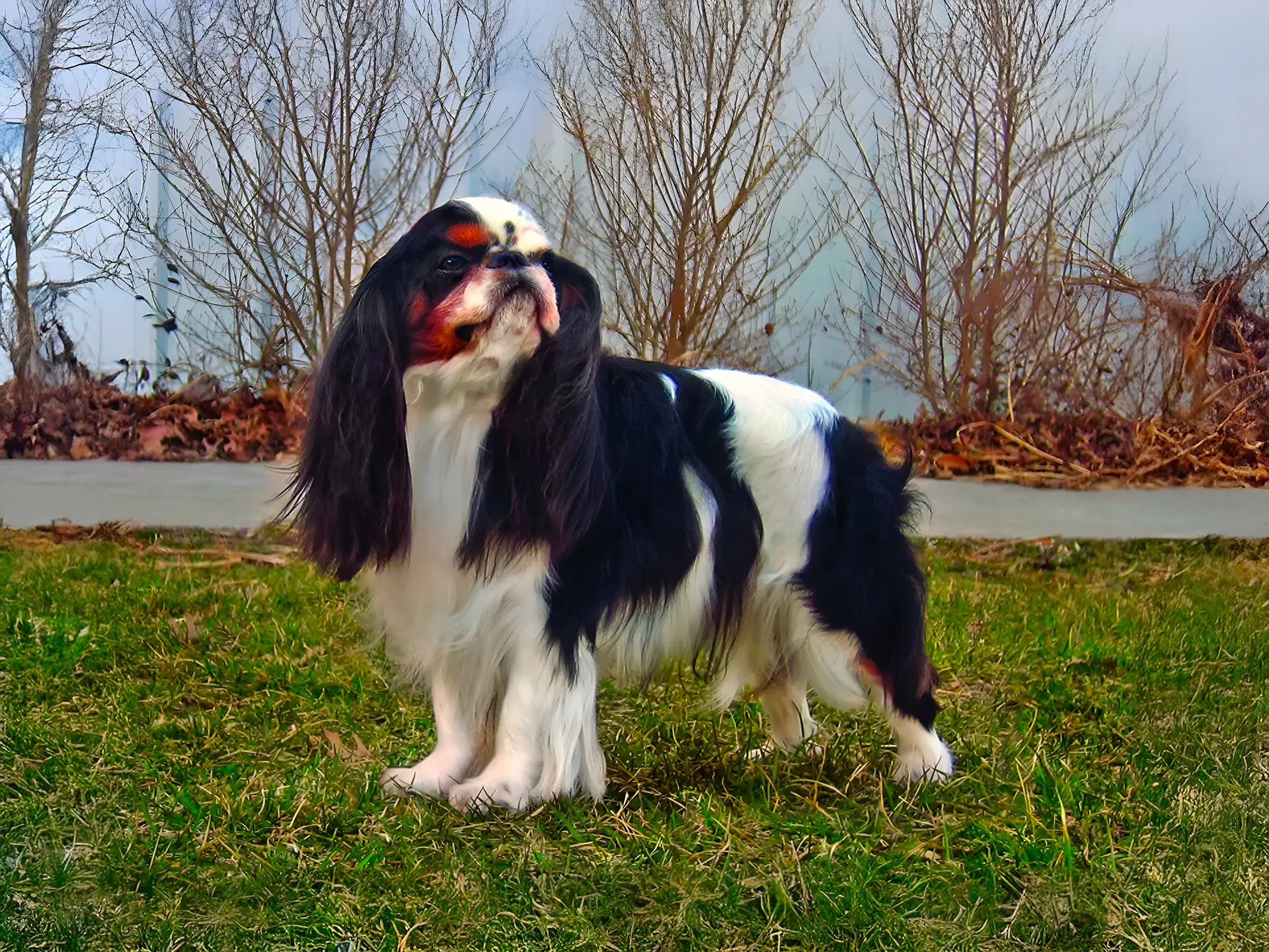 English Toy Spaniel with black, white, and tan tricolor coat standing on grass outdoors with a serene expression