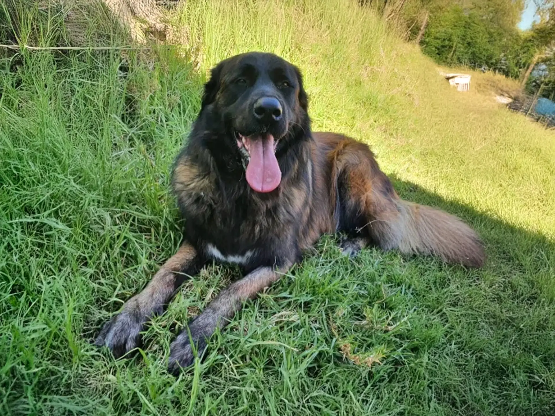 Estrela Mountain Dog with a thick brindle coat and a long bushy tail, lying on green grass with its tongue out, enjoying a sunny outdoor setting