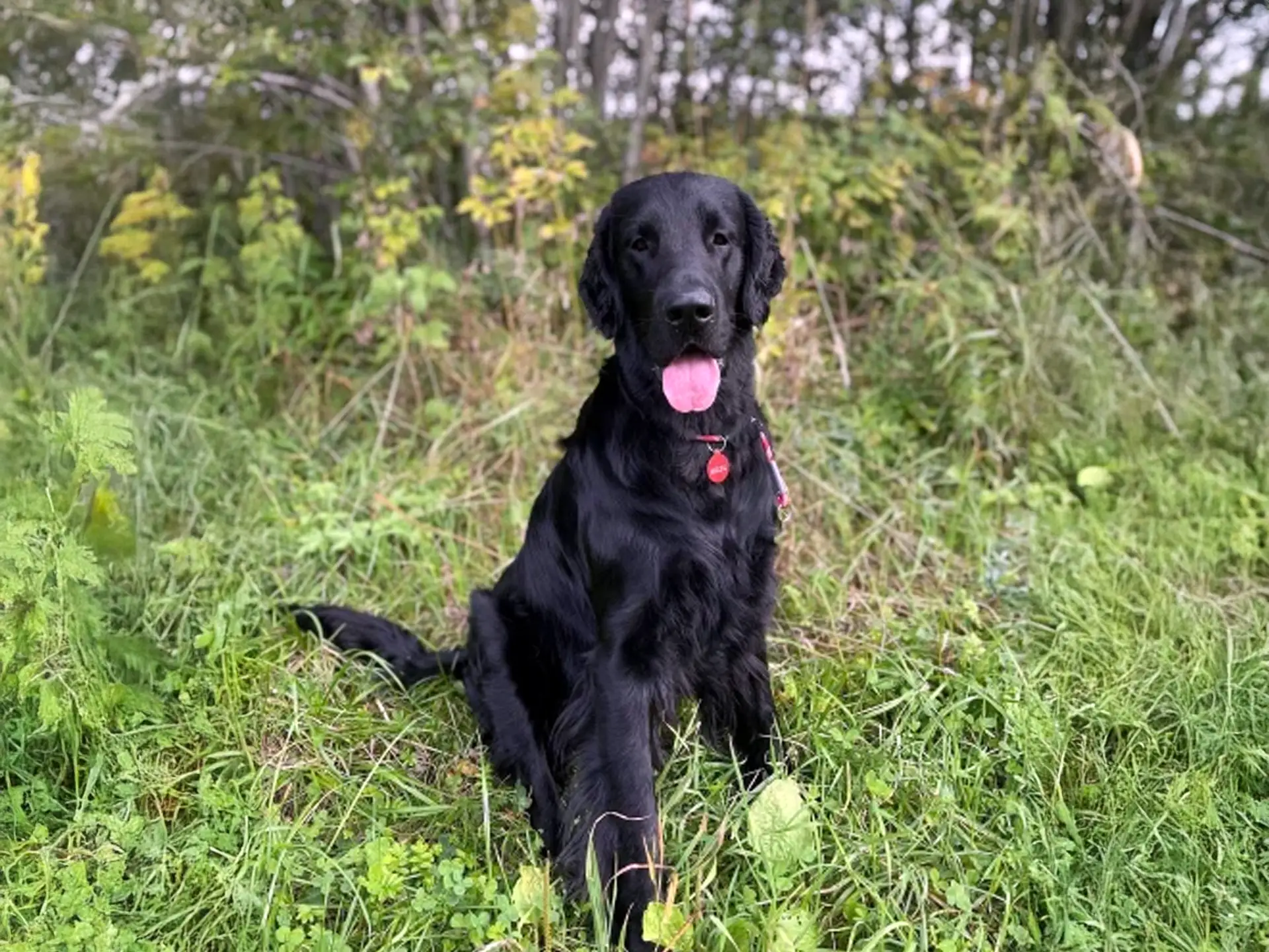 Flat Coated Retriever sitting on green grass in a forested area, showing its glossy black coat and friendly expression