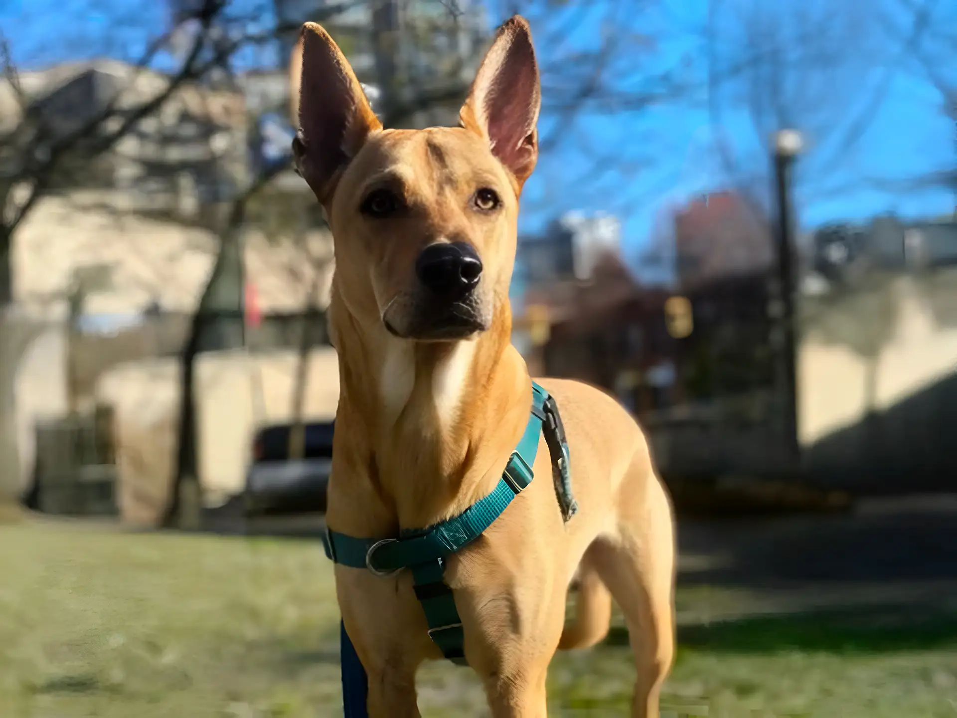 Formosan Mountain Dog standing alert in a sunny city park