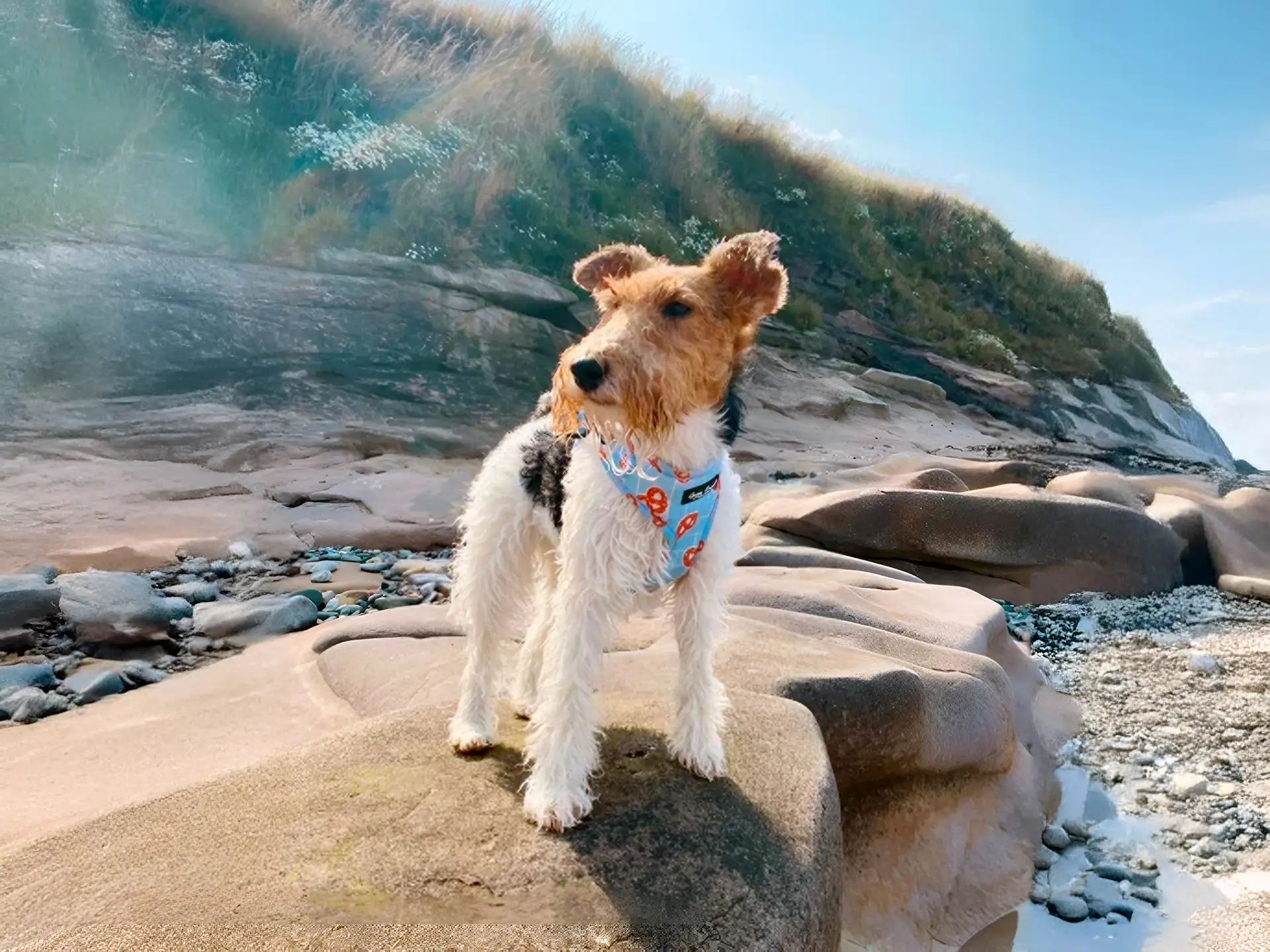 Fox Terrier standing on coastal rocks, wearing a bandana, with cliffs and blue sky in the background