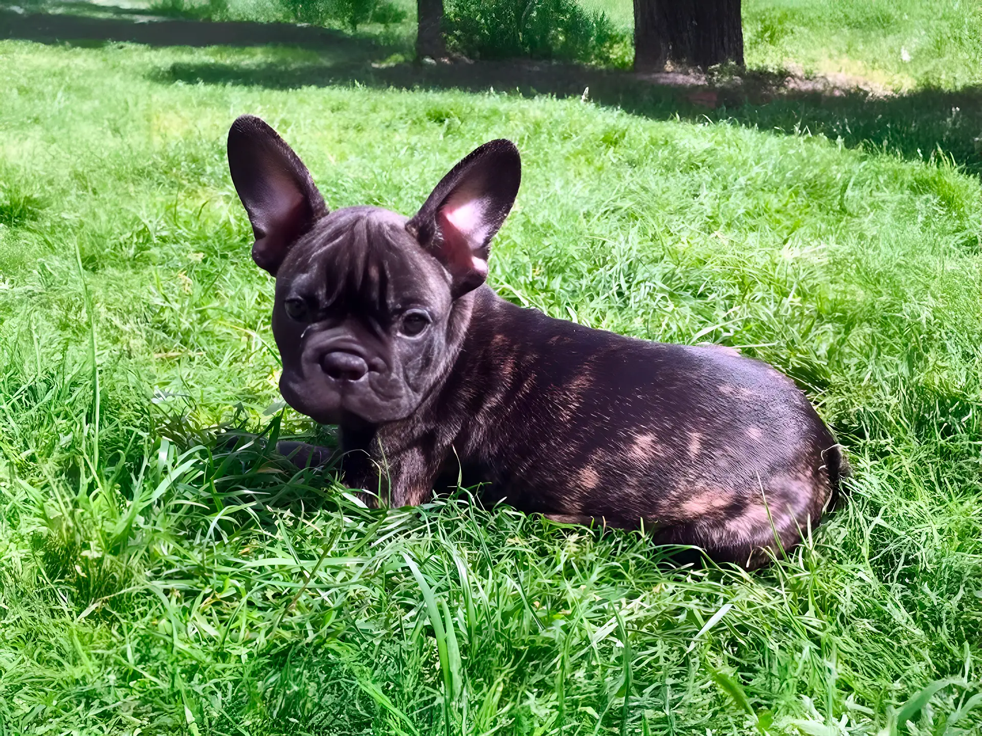 Brindle French Bulldog puppy laying in a grassy field on a sunny day.