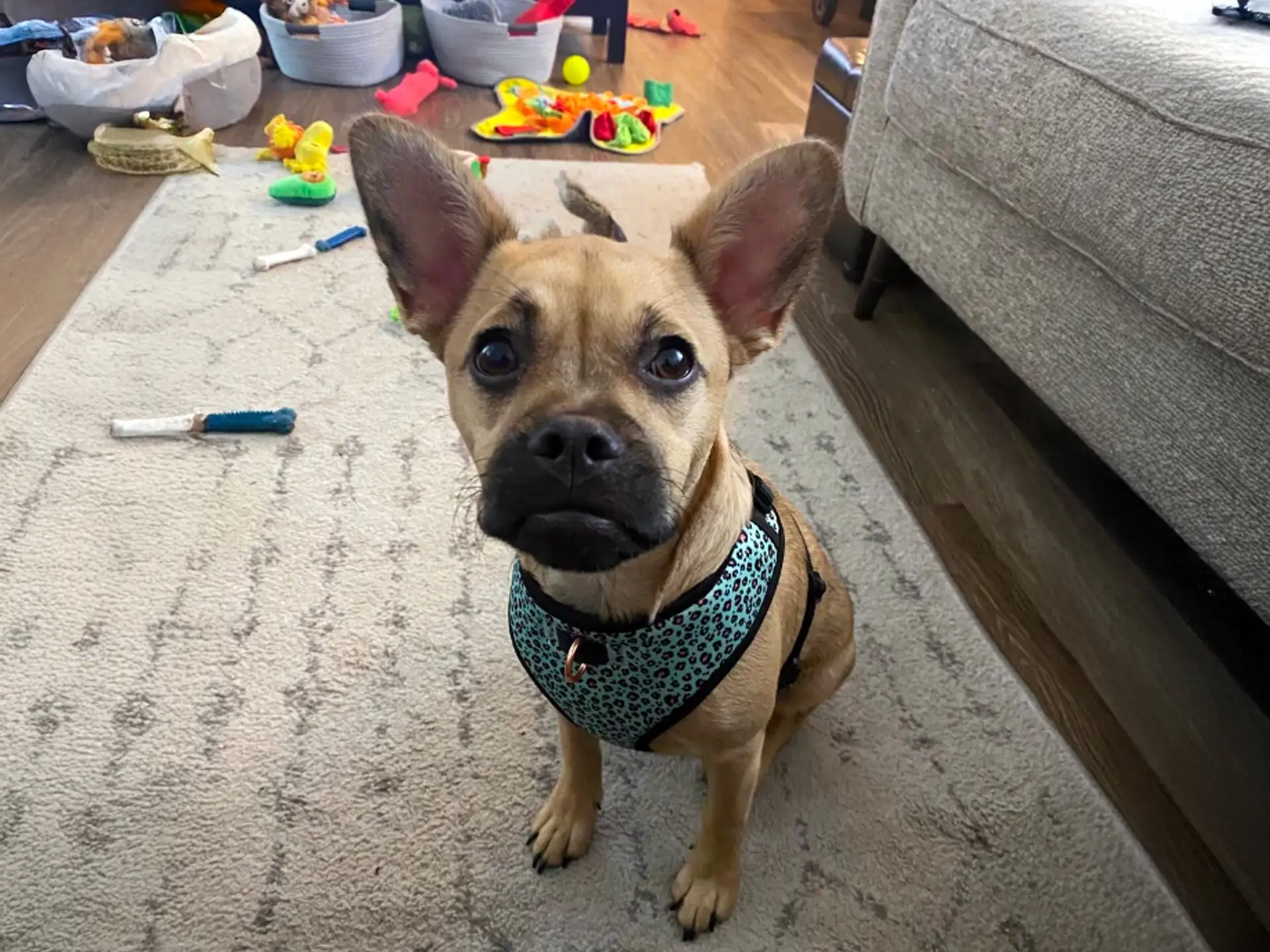 French Bullhuahua puppy sitting on a rug, wearing a turquoise harness, with scattered toys in the background