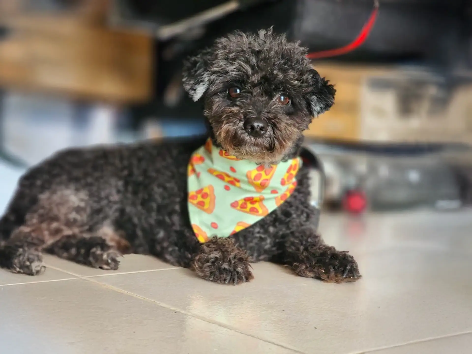 Small French Poodle laying down indoors, wearing a colorful pizza-themed bandana around its neck