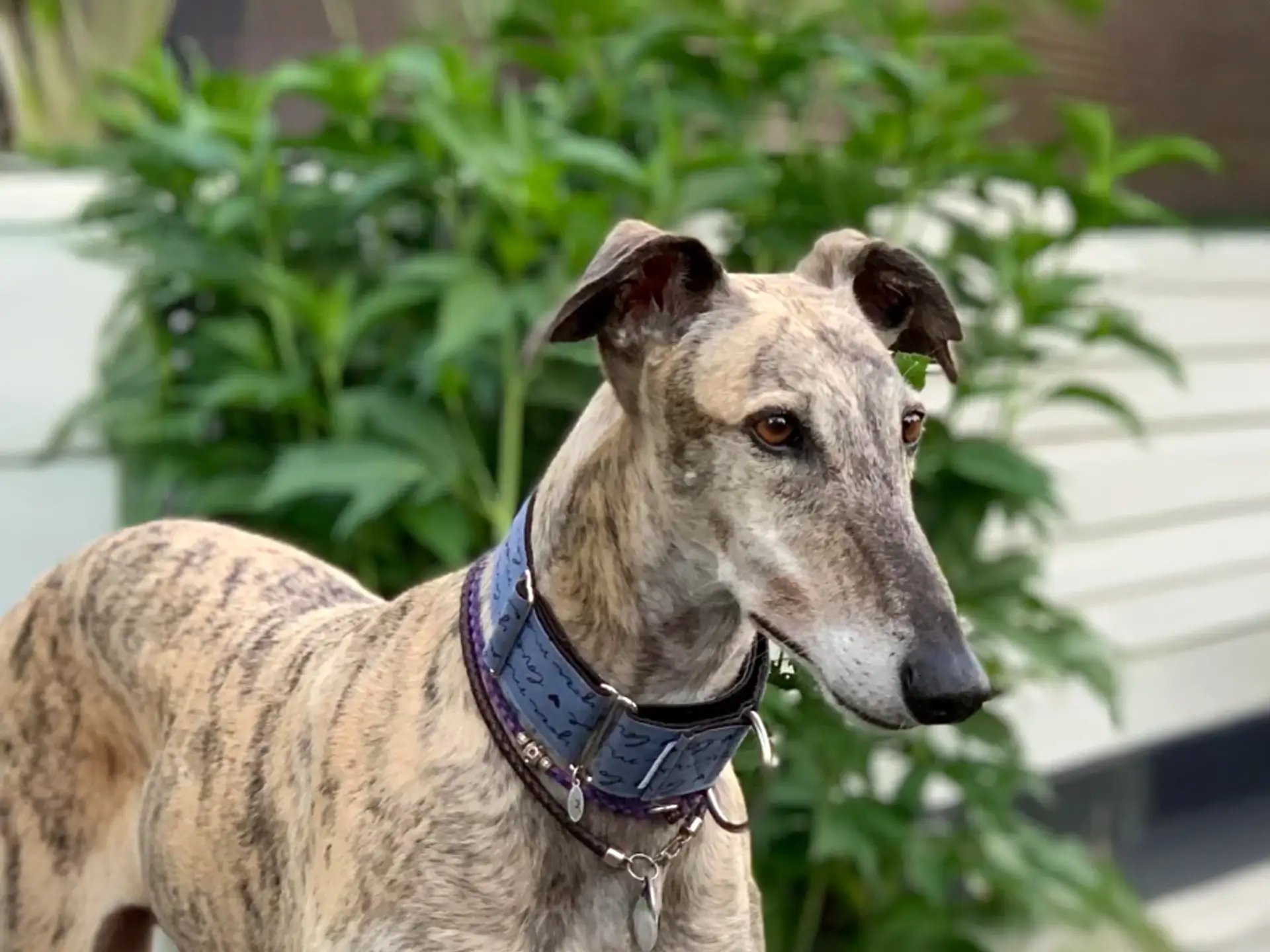 Galgo Español with brindle coat and a stylish blue collar, standing outdoors near green plants