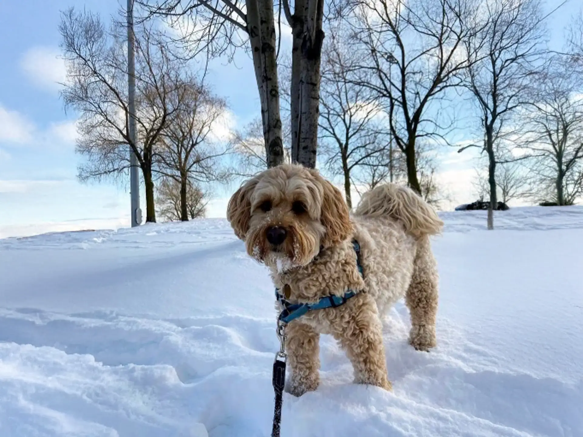 Ganaraskan dog standing in snowy field with trees in the background, wearing a blue harness