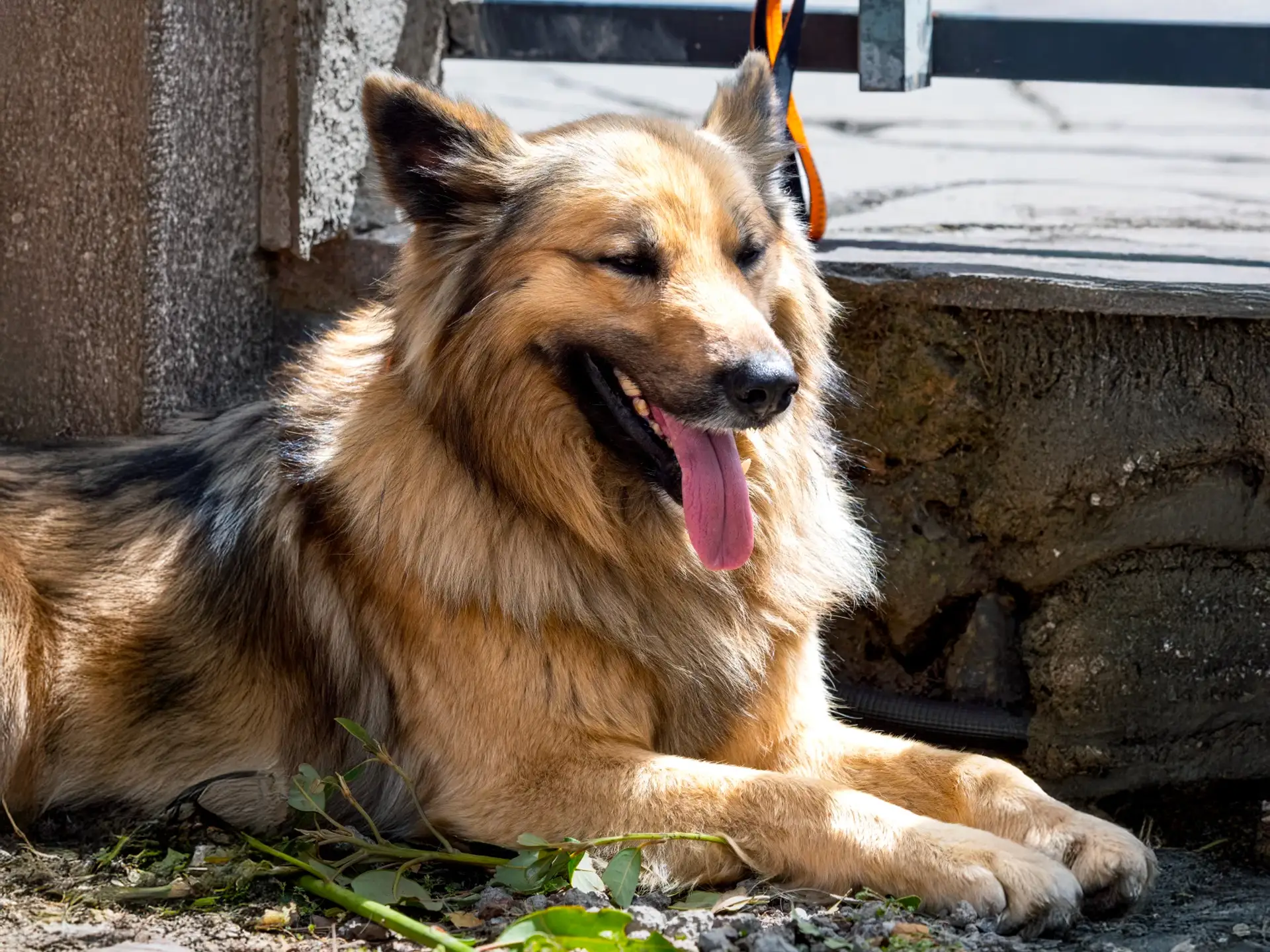 Garafian Shepherd dog relaxing outdoors, showcasing its thick tan and black coat and friendly expression