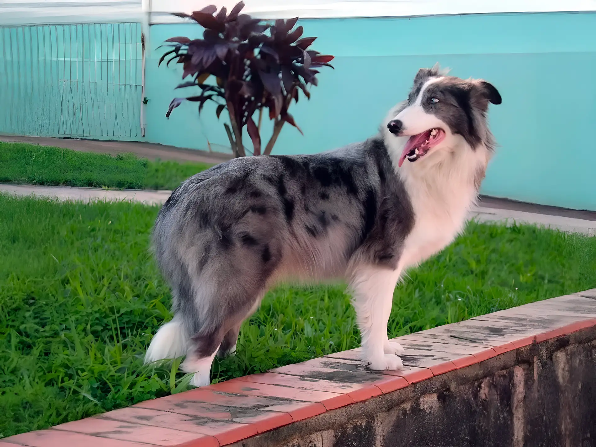 Gaucho Sheepdog with a blue merle coat standing on a ledge, showing its athletic build and alert expression.