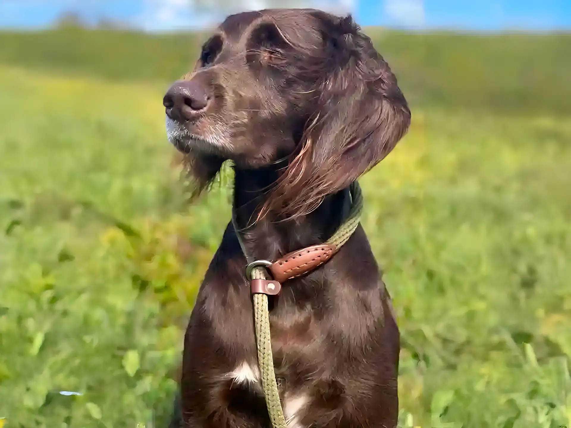 German Longhaired Pointer with a brown coat sitting in a green field, wearing a leather collar.