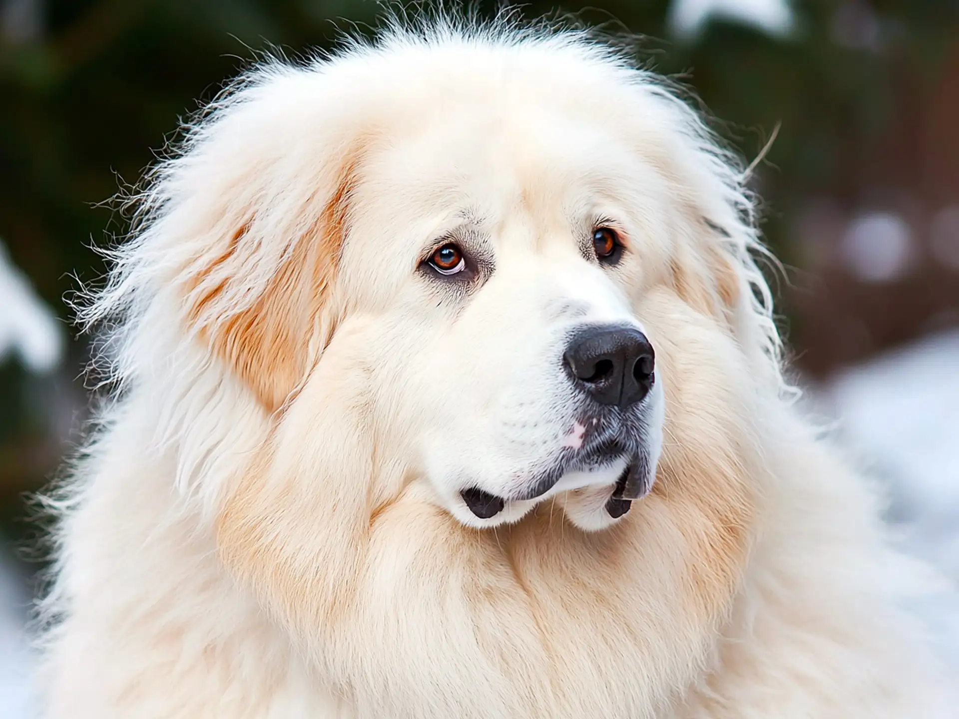 Close-up of a Great Pyrenees with fluffy white fur in the snow