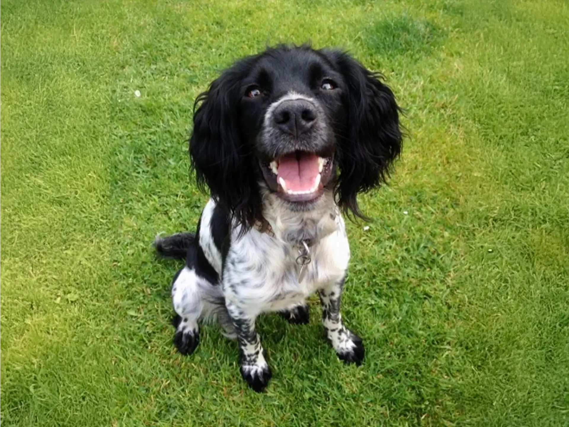 Happy black and white Cocker Spaniel sitting on grass