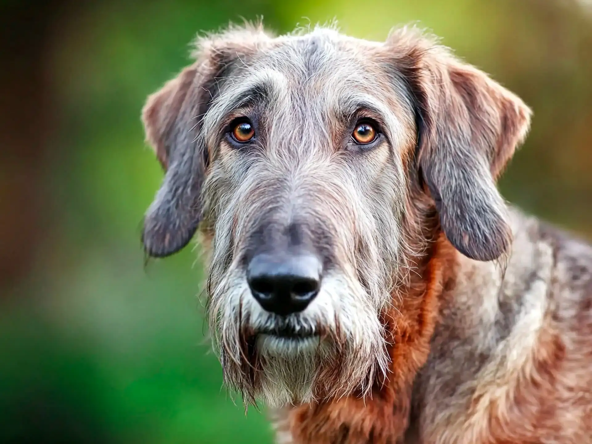 Close-up of an Irish Wolfhound's face with expressive eyes