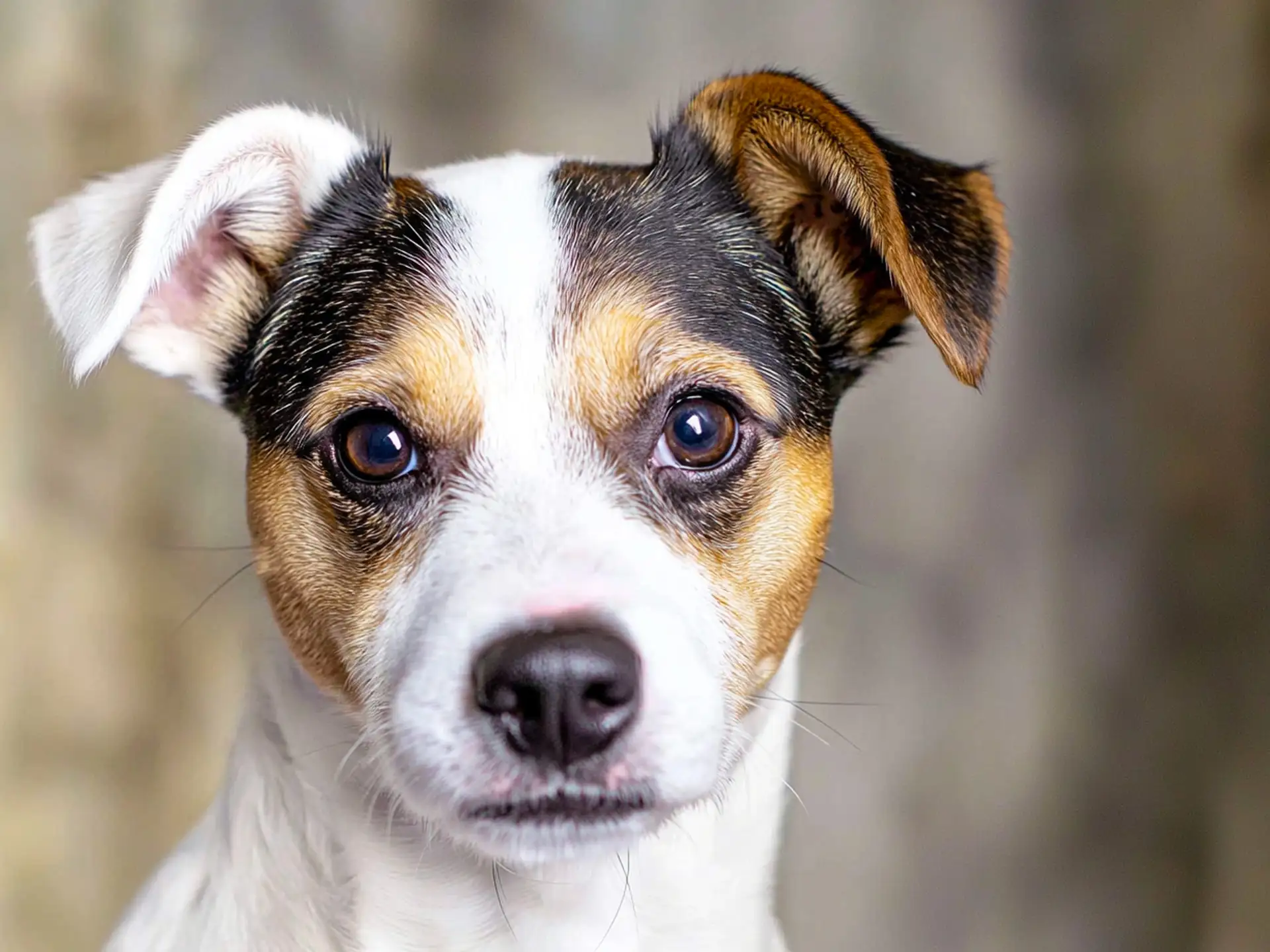 Front view of a Jack Russell Terrier indoors with curious expression