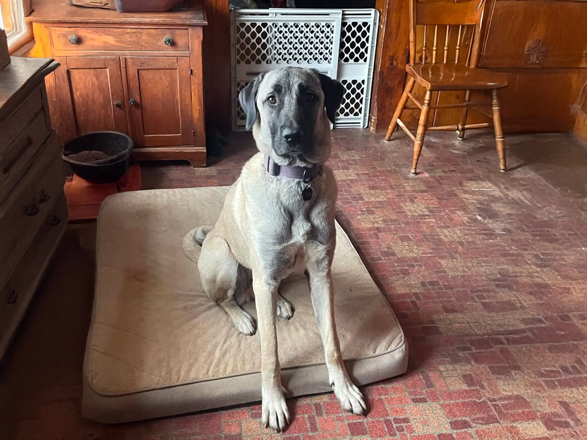 Kangal Shepherd dog sitting on a beige mat inside a rustic home with wooden furniture and a patterned floor