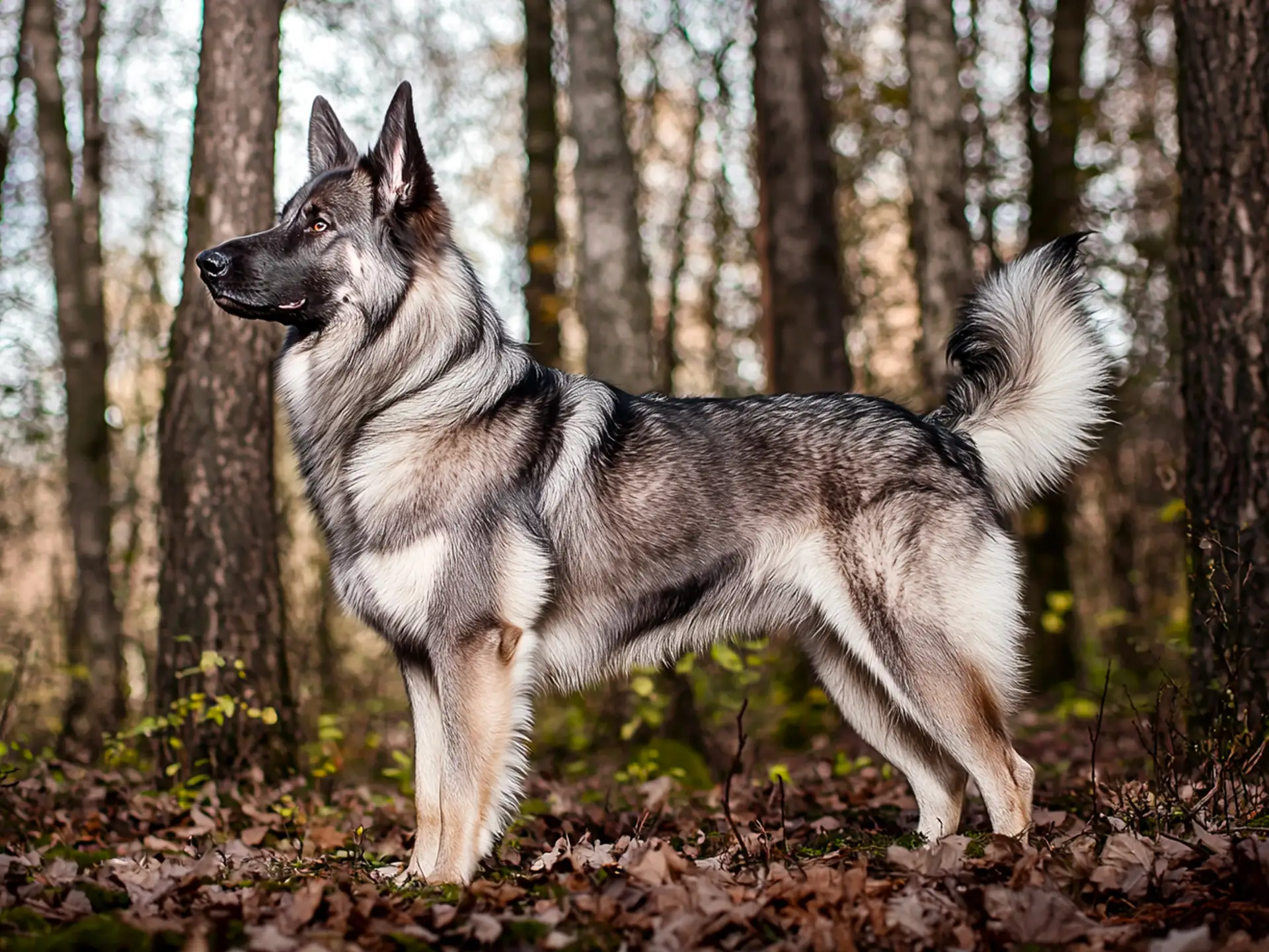 Norwegian Elkhound in a forest, showcasing its gray coat and bushy tail.