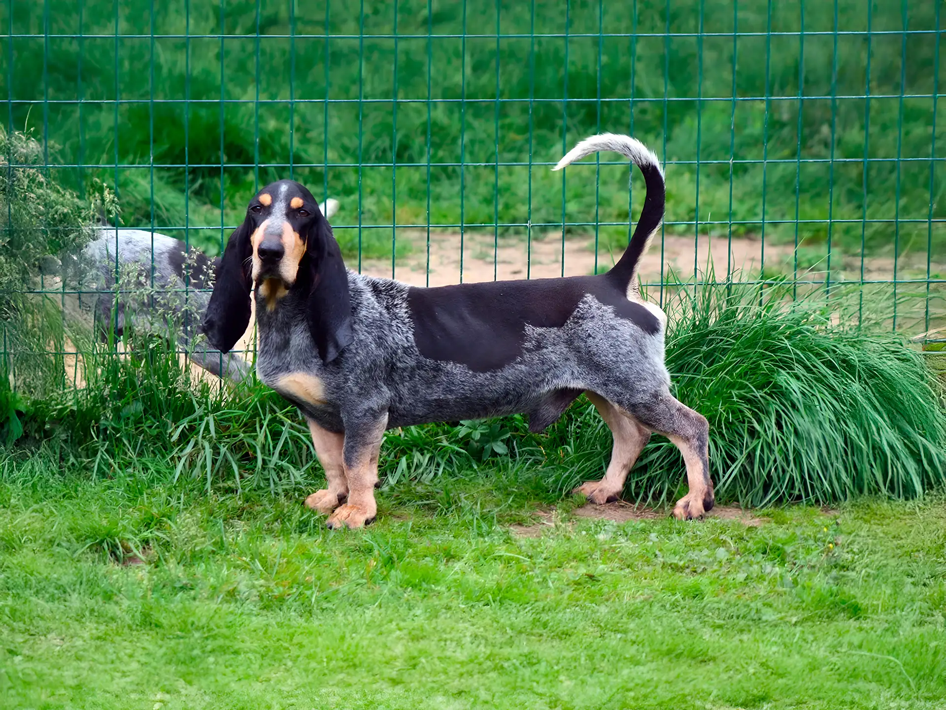 Petit Bleu de Gascogne standing in a grassy area, showcasing its blue-ticked coat and long ears.