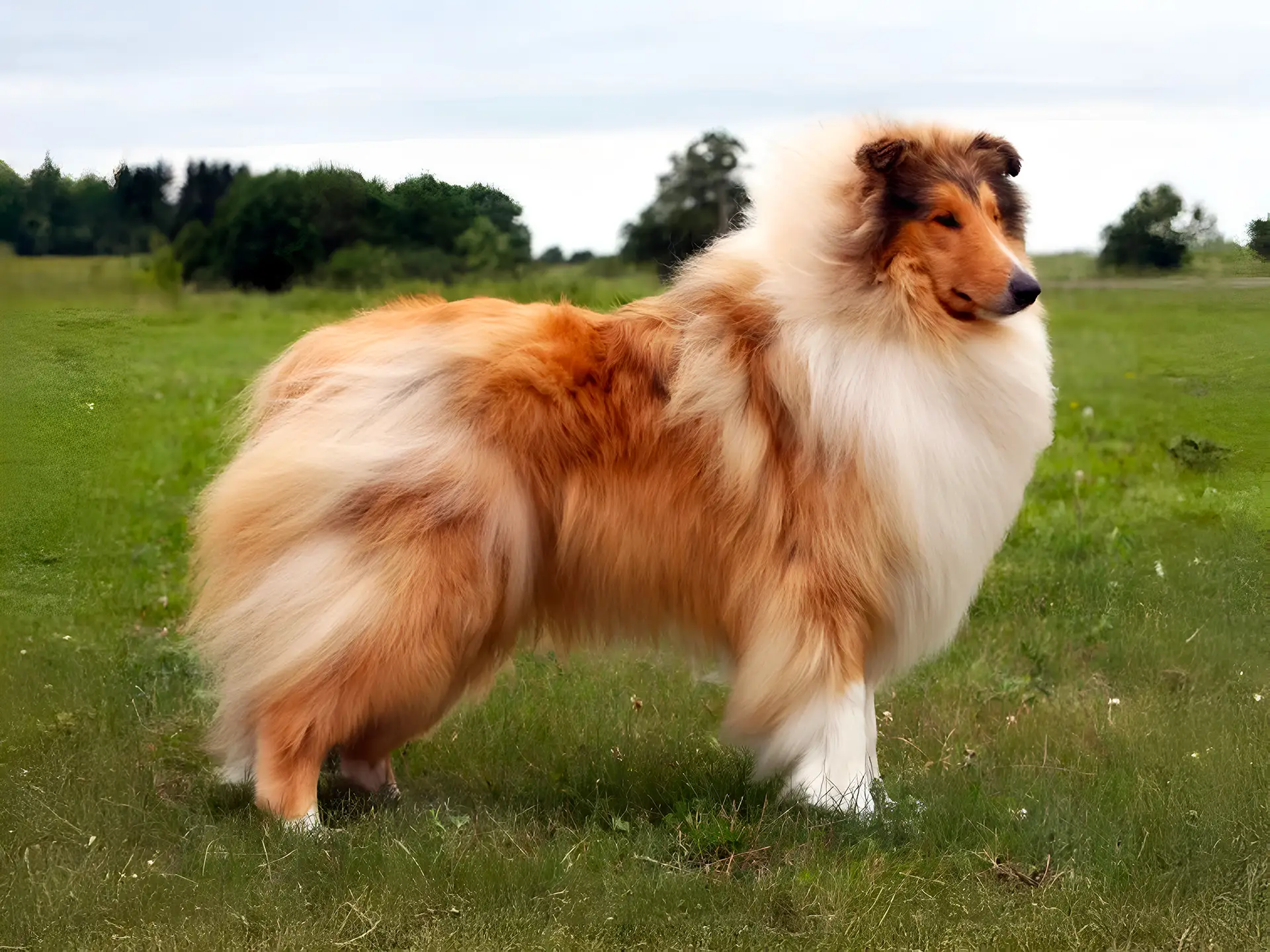 Rough Collie dog with a long, flowing coat standing on green grass in a field, looking into the distance