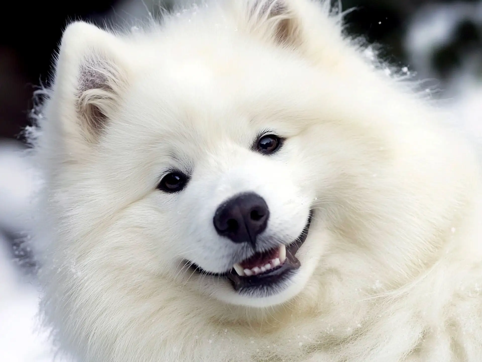 Close-up of a Samoyed dog with a fluffy white coat, smiling warmly with snowflakes on its fur