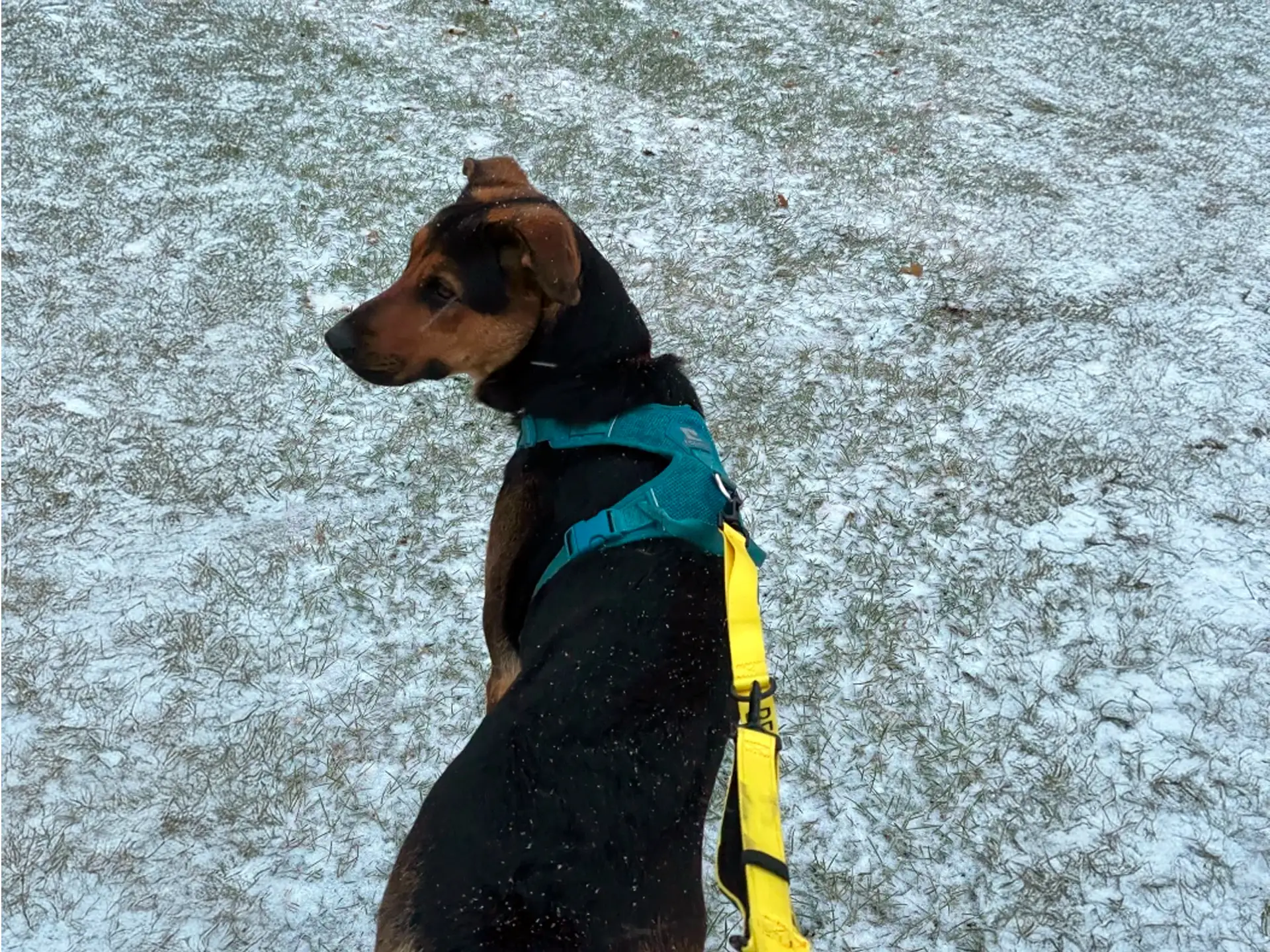 Shepweiler dog, a German Shepherd Rottweiler mix, wearing a teal harness and yellow leash, standing on a snowy field