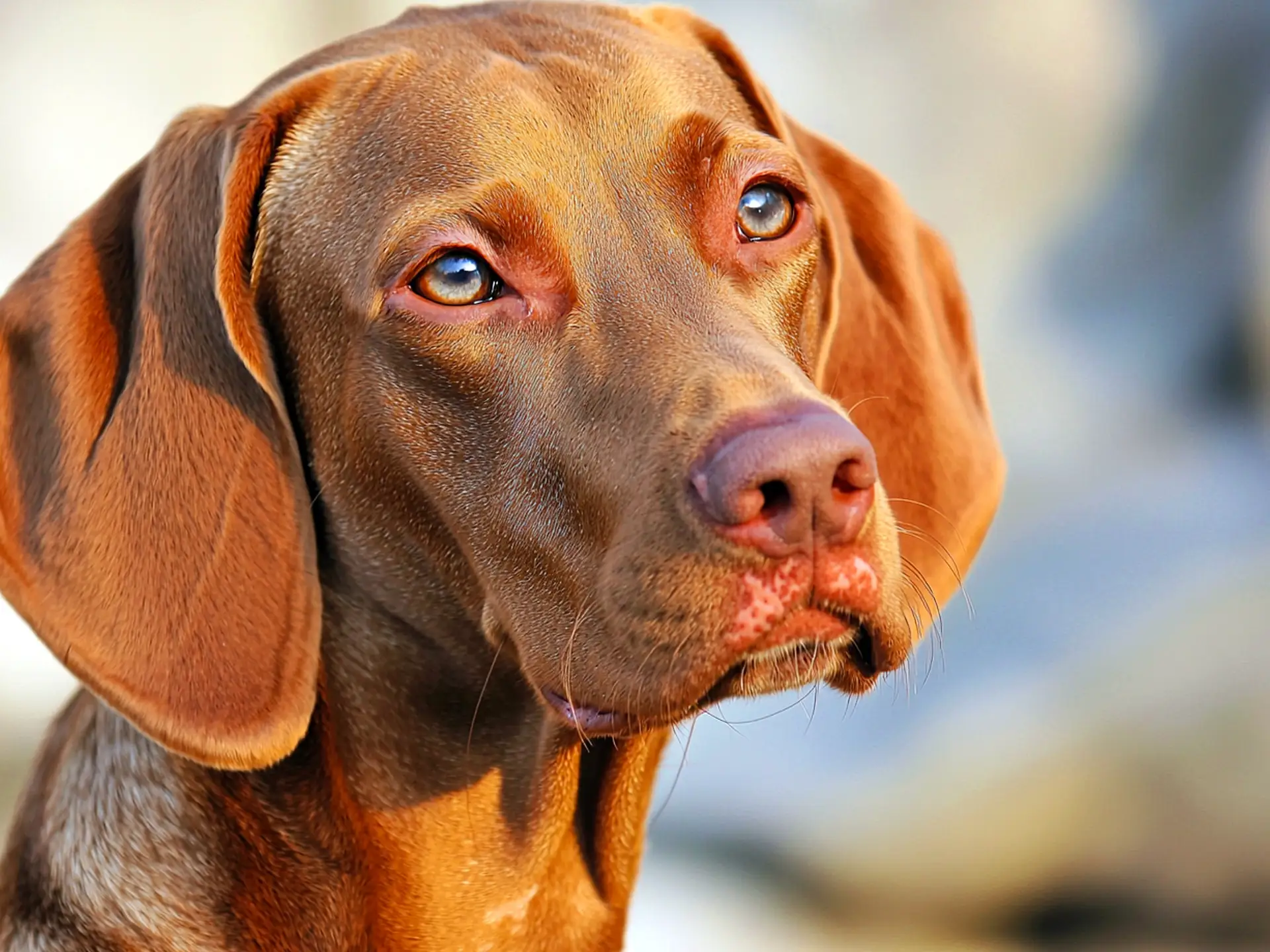 Close-up portrait of a Vizsla dog with a gentle expression in warm lighting