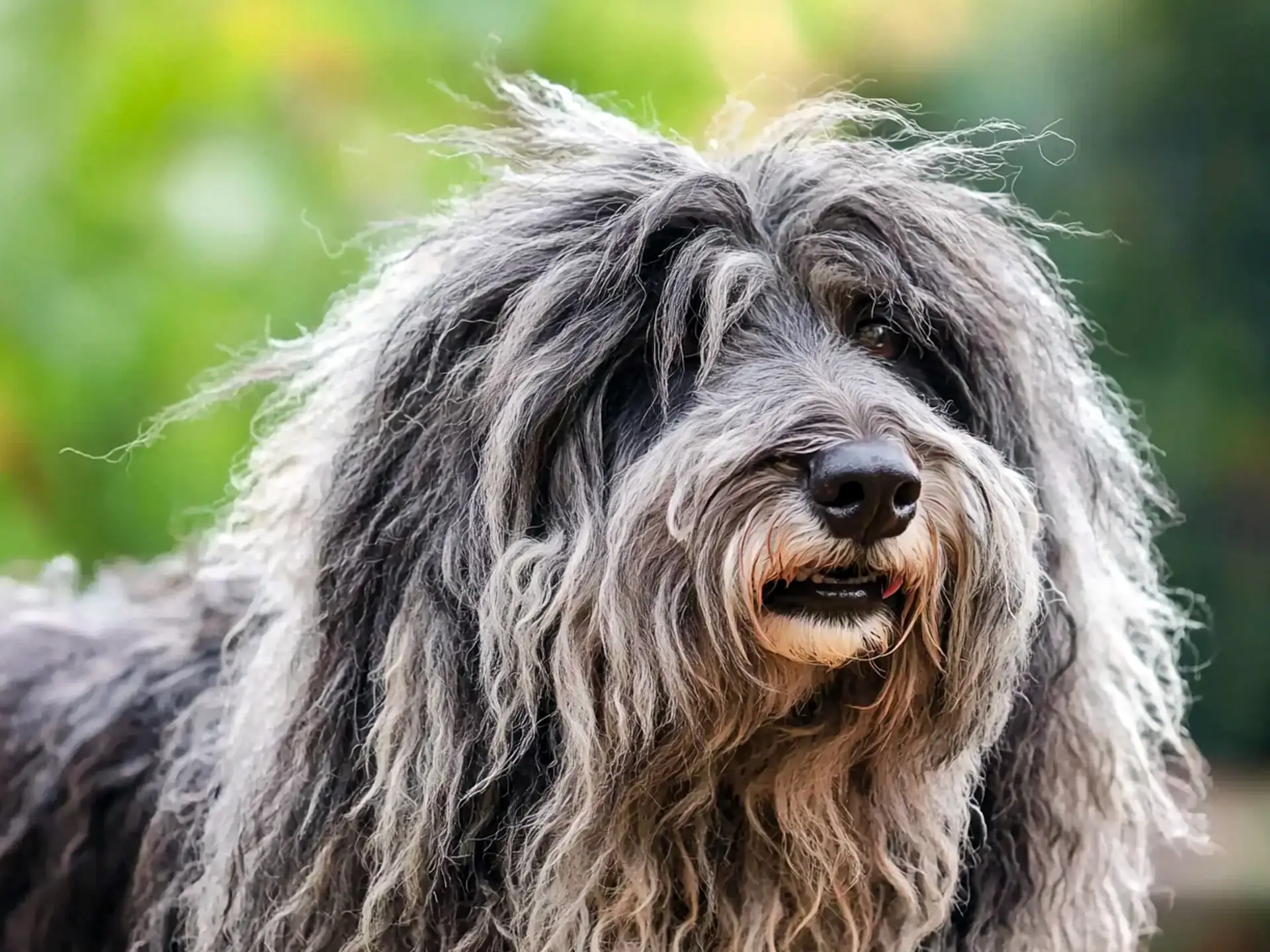 Close-up of a Bergamasco Shepherd’s face, highlighting its shaggy, corded fur and calm expression