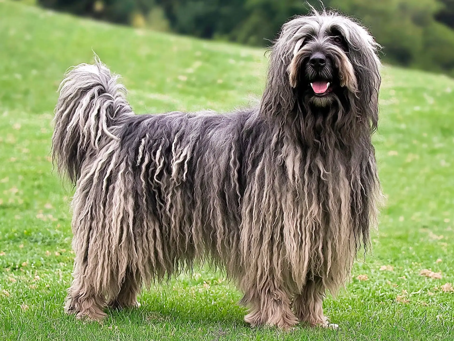 Full-body view of a Bergamasco Shepherd with long, matted gray fur standing on green grass