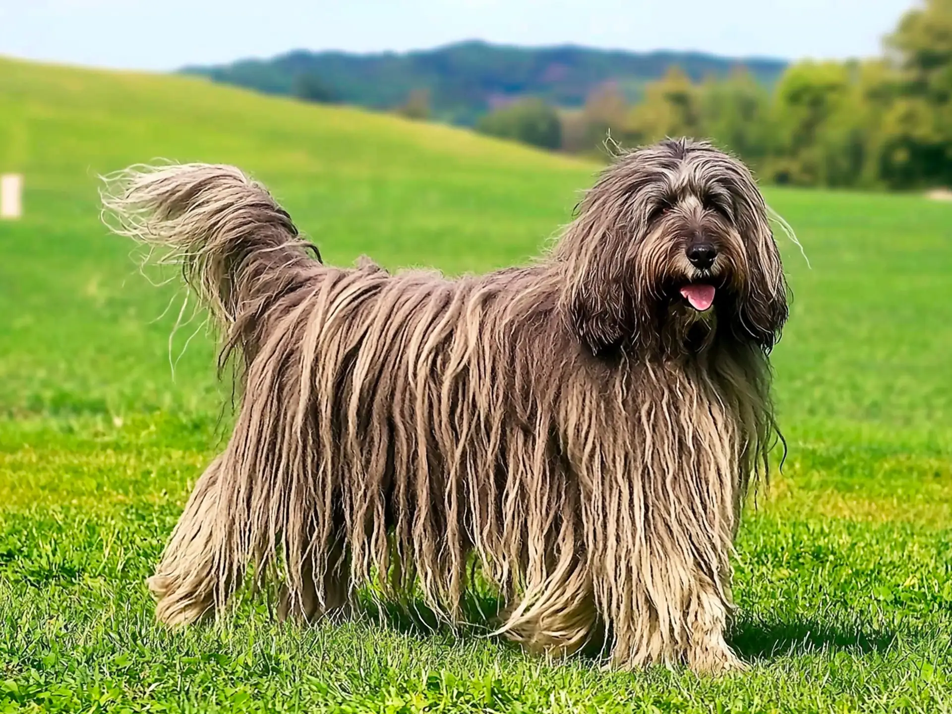 Side profile of a Bergamasco Shepherd with its signature dreadlocked coat in an open field