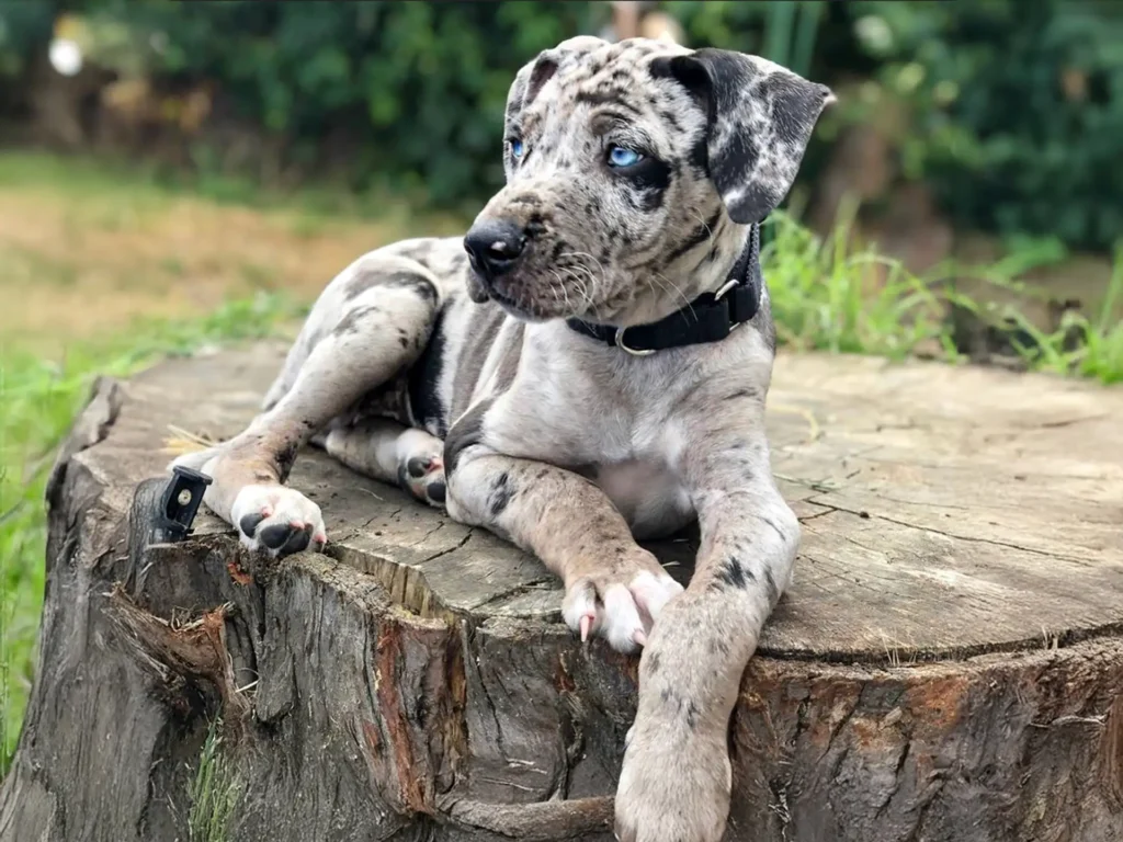 Catahoula Leopard Dog Facts