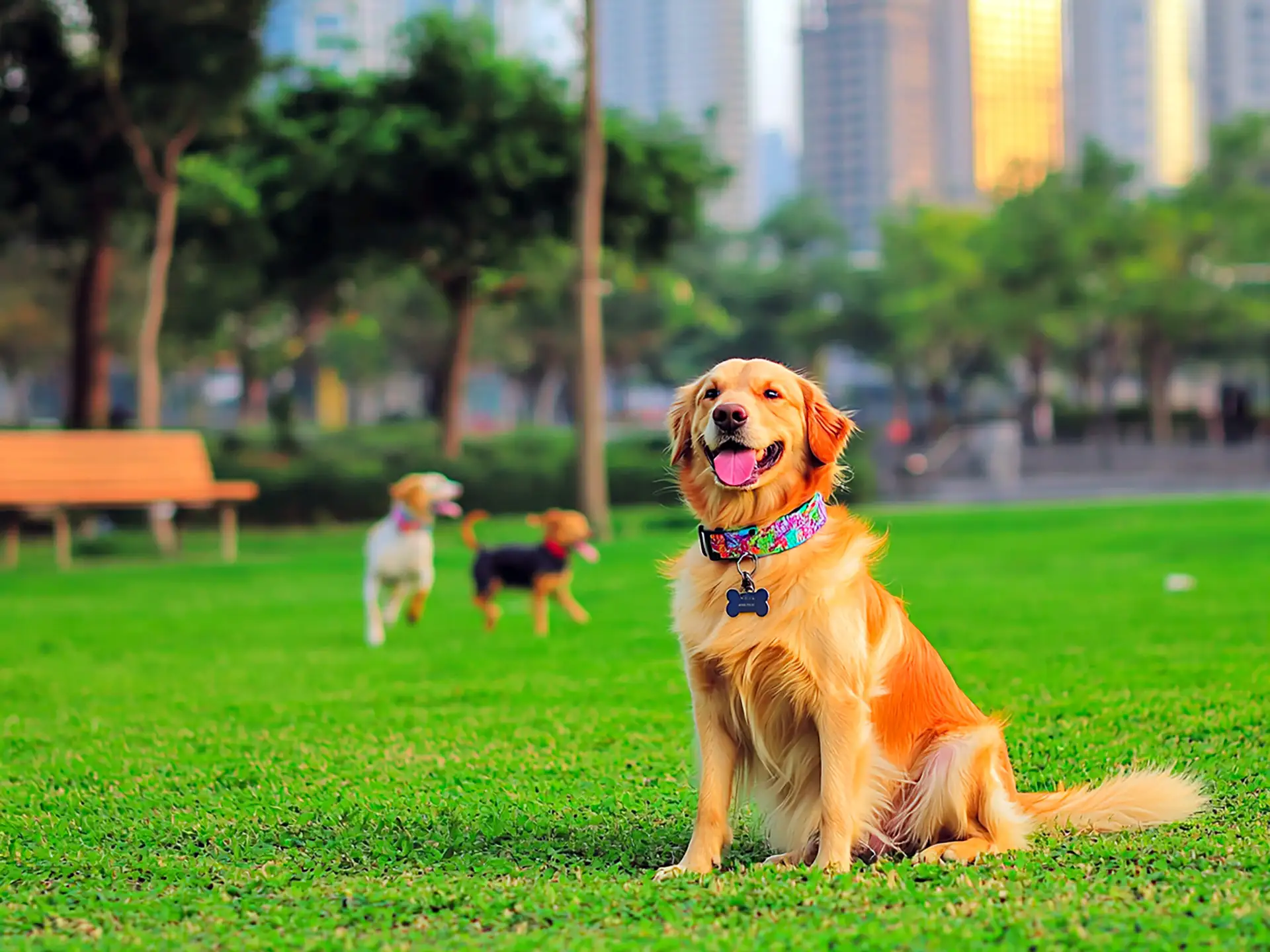 Calm, well-groomed dog sitting near a neatly fenced dog park area, quietly observing other dogs playing under peaceful, well-maintained conditions that imply dog park rules