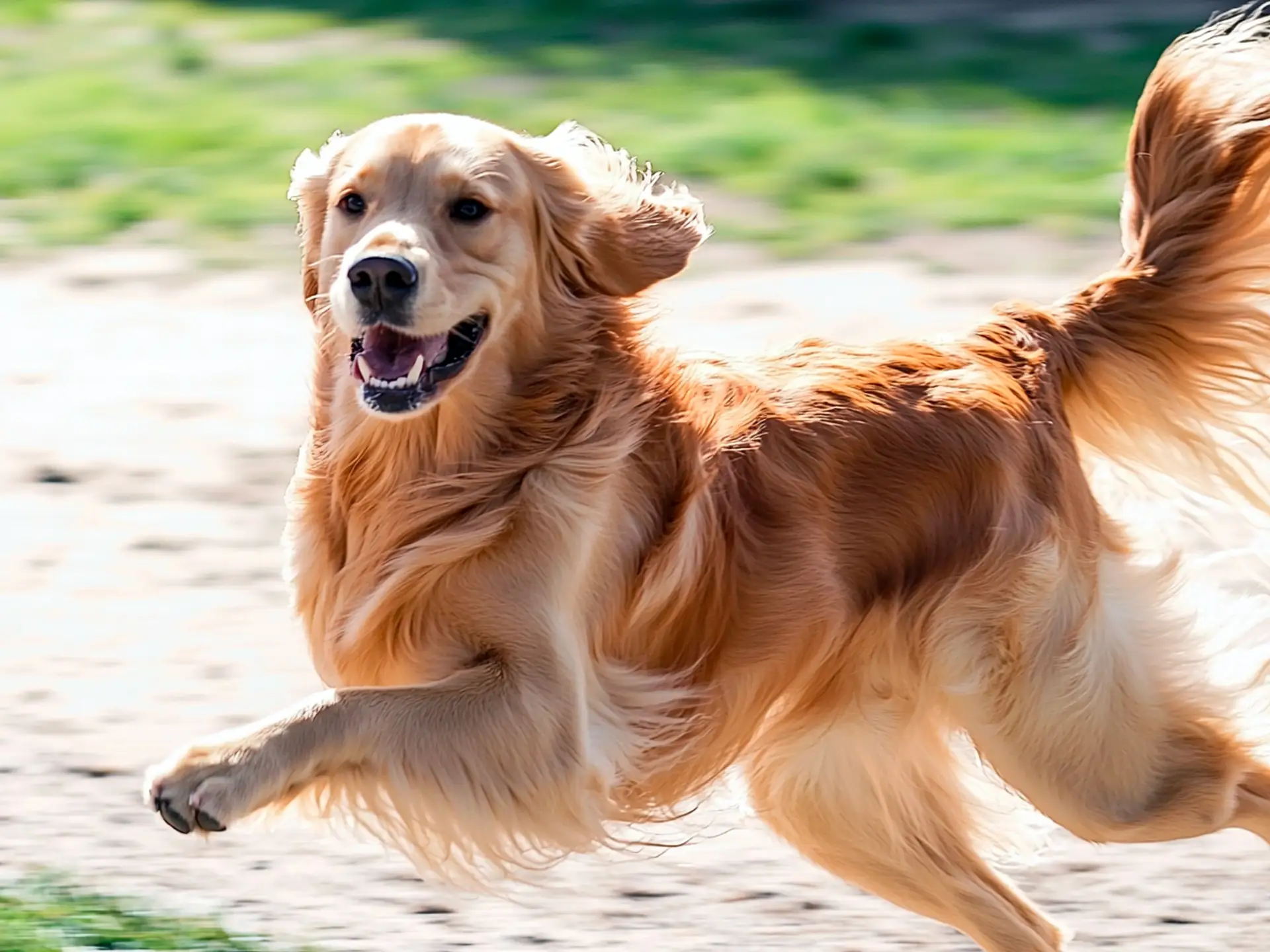 Golden Retriever running joyfully outdoors with its fur flowing in the wind