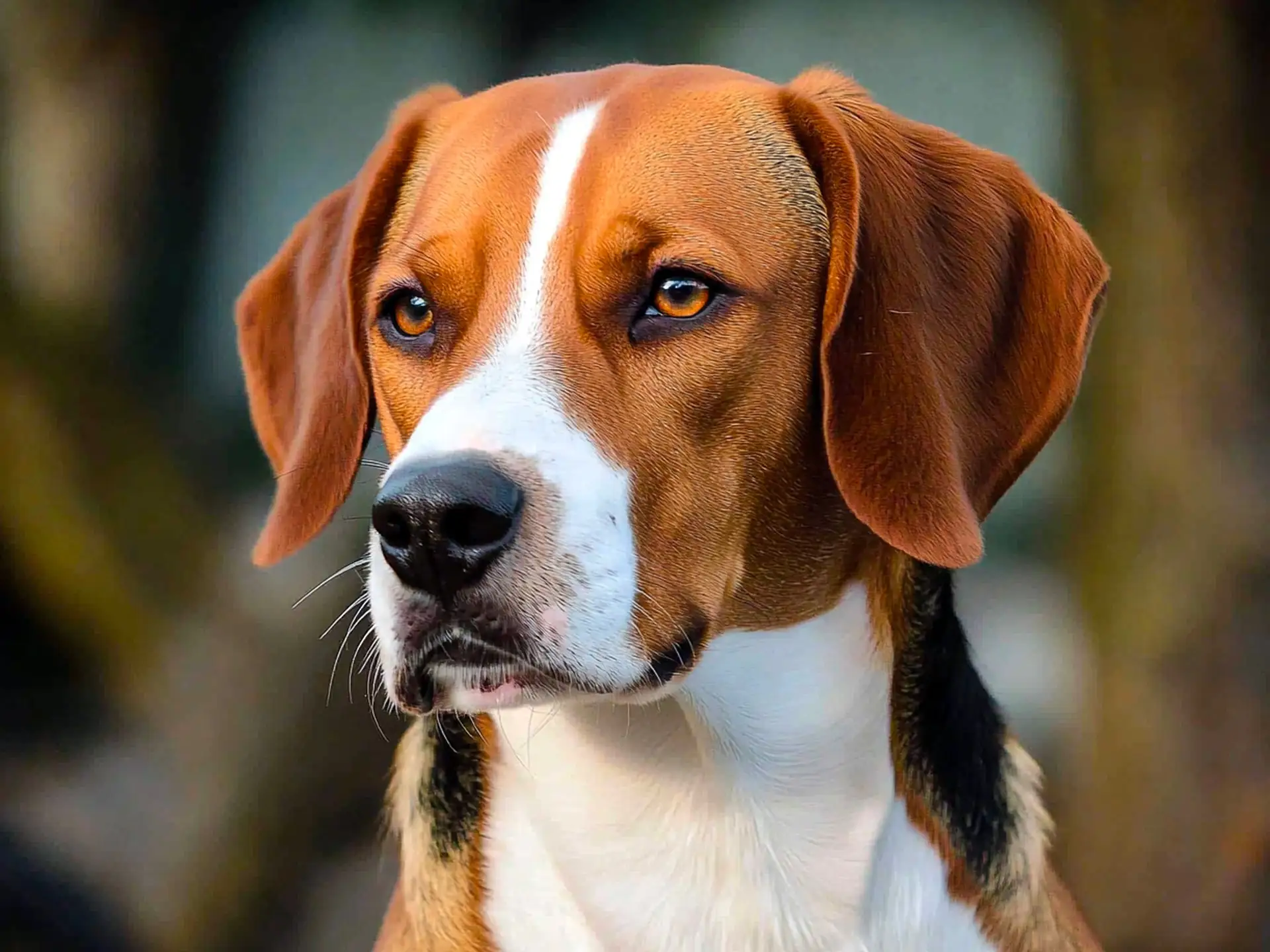 Close-up of a Hamiltonstovare's face with amber eyes and distinct white and brown markings, highlighting its alert expression