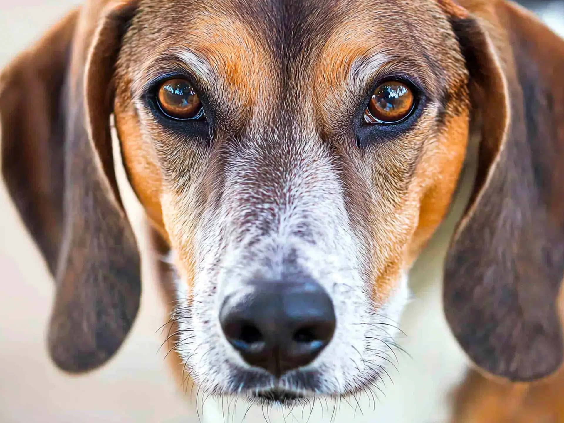 Close-up of a Harrier dog showing its expressive brown eyes and tricolor facial features